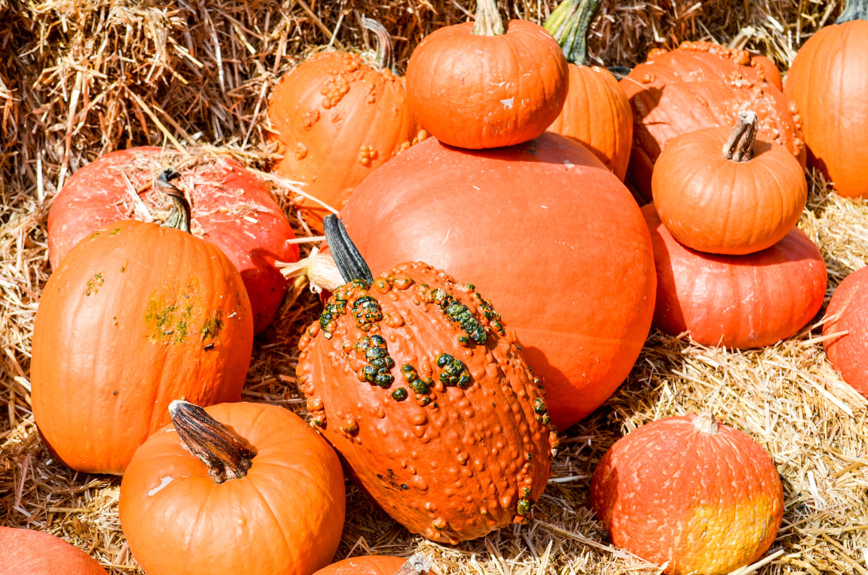 Year-round gardening: Some important tasks await Coloradans as gardening season winds down