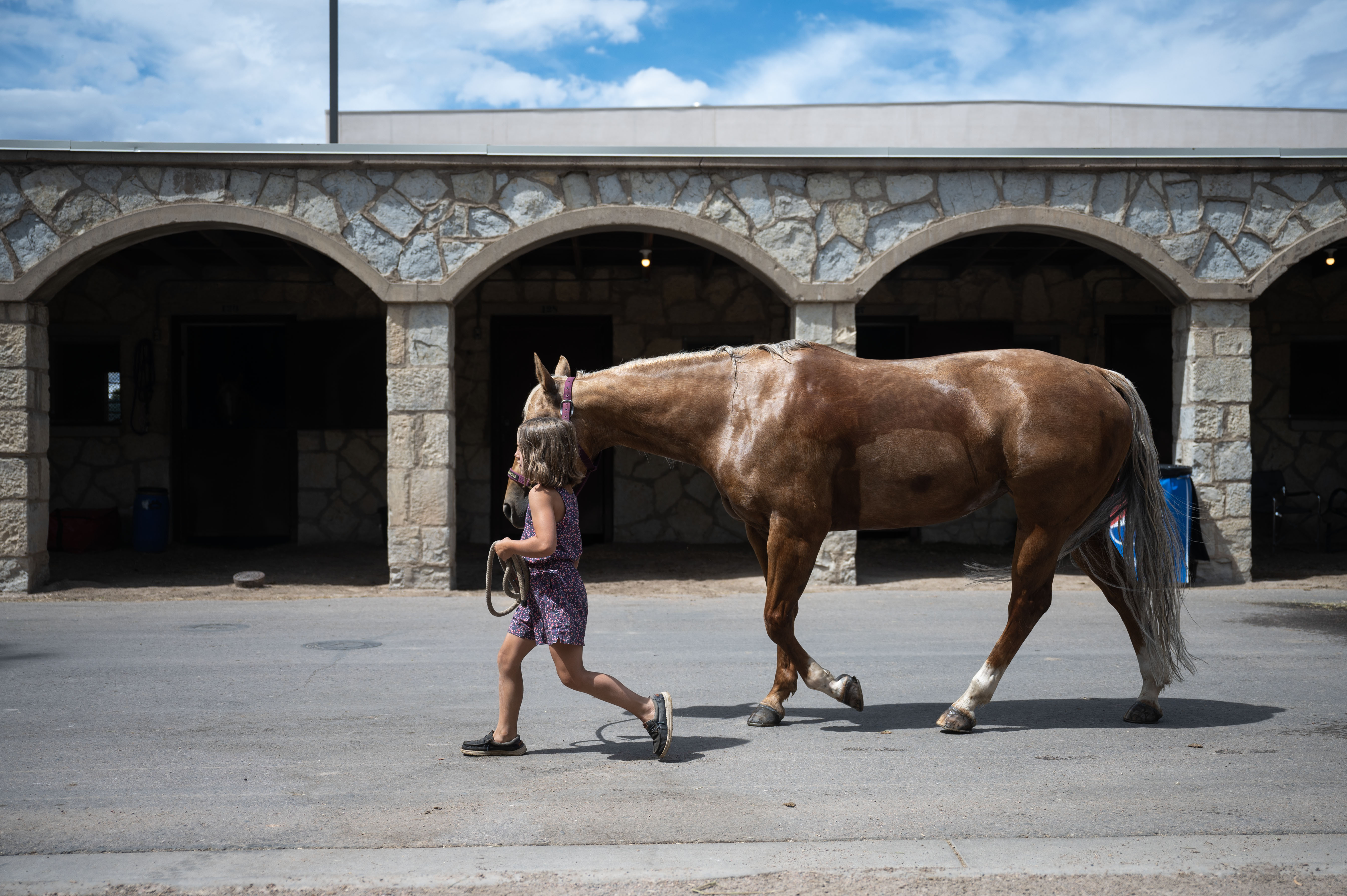 Harper Michalski, 8, walks her horse, Blonde, back to her stable after giving her a bath at the Colorado State Fair on Wednesday, Aug. 28, 2024 (Stephen Swofford, Denver Gazette) (StephenSwoffordPhotographerstephen.swofford@gazette.comhttps://secure.gravatar.com/avatar/1ddcaf11c5d70eaa58546ddc4e038687?d=mm&r=g)