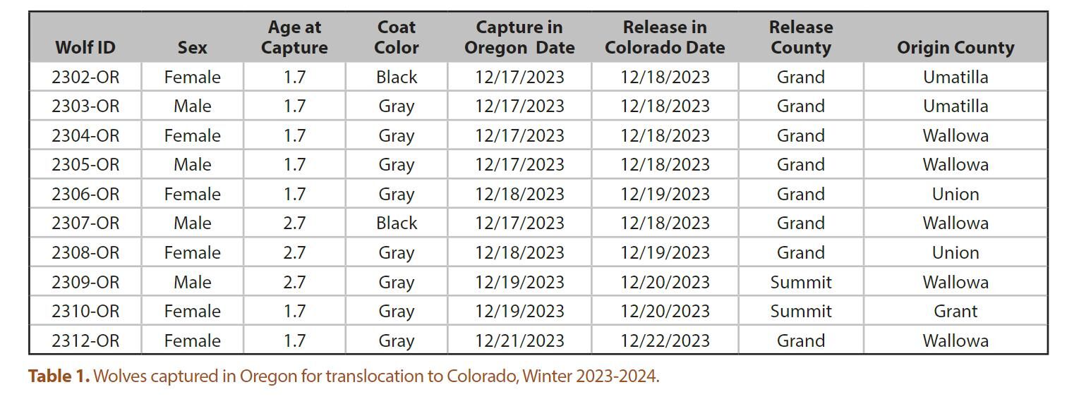 Colorado Parks and Wildlife’s first report on wolf reintroduction does not include livestock killings