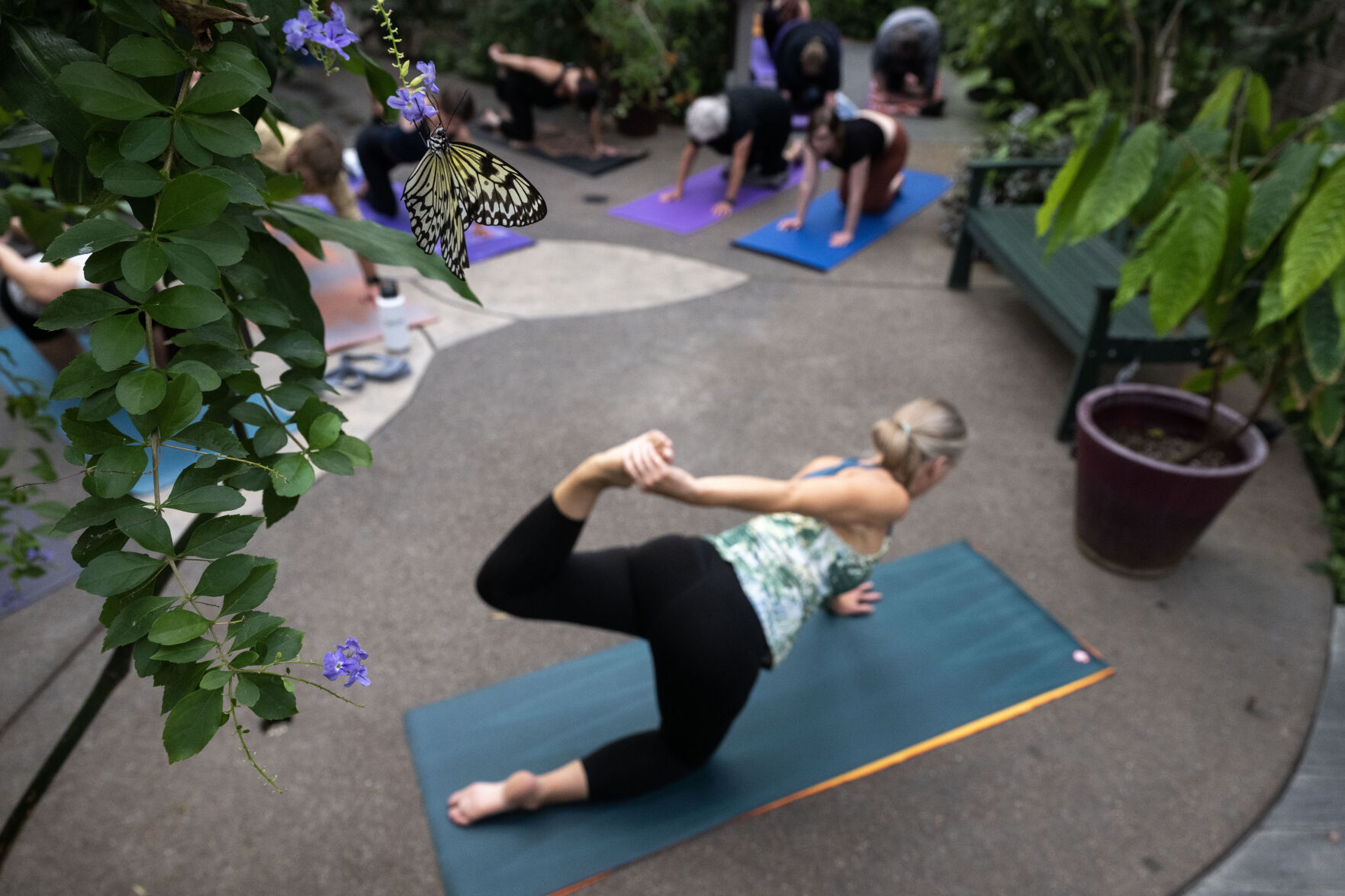 Kamala Viecelli leads a yoga class in the Butterfly Pavilion on Aug. 21. (StephenSwoffordPhotographerstephen.swofford@gazette.comhttps://secure.gravatar.com/avatar/1ddcaf11c5d70eaa58546ddc4e038687?d=mm&r=g)