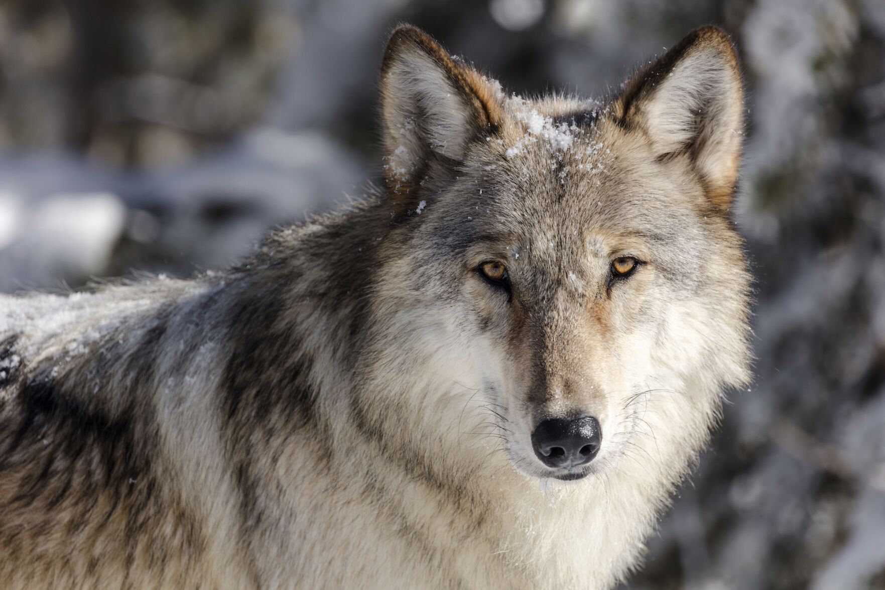 Male wolf dies after Colorado Parks and Wildlife captures pack suspected of killing livestock