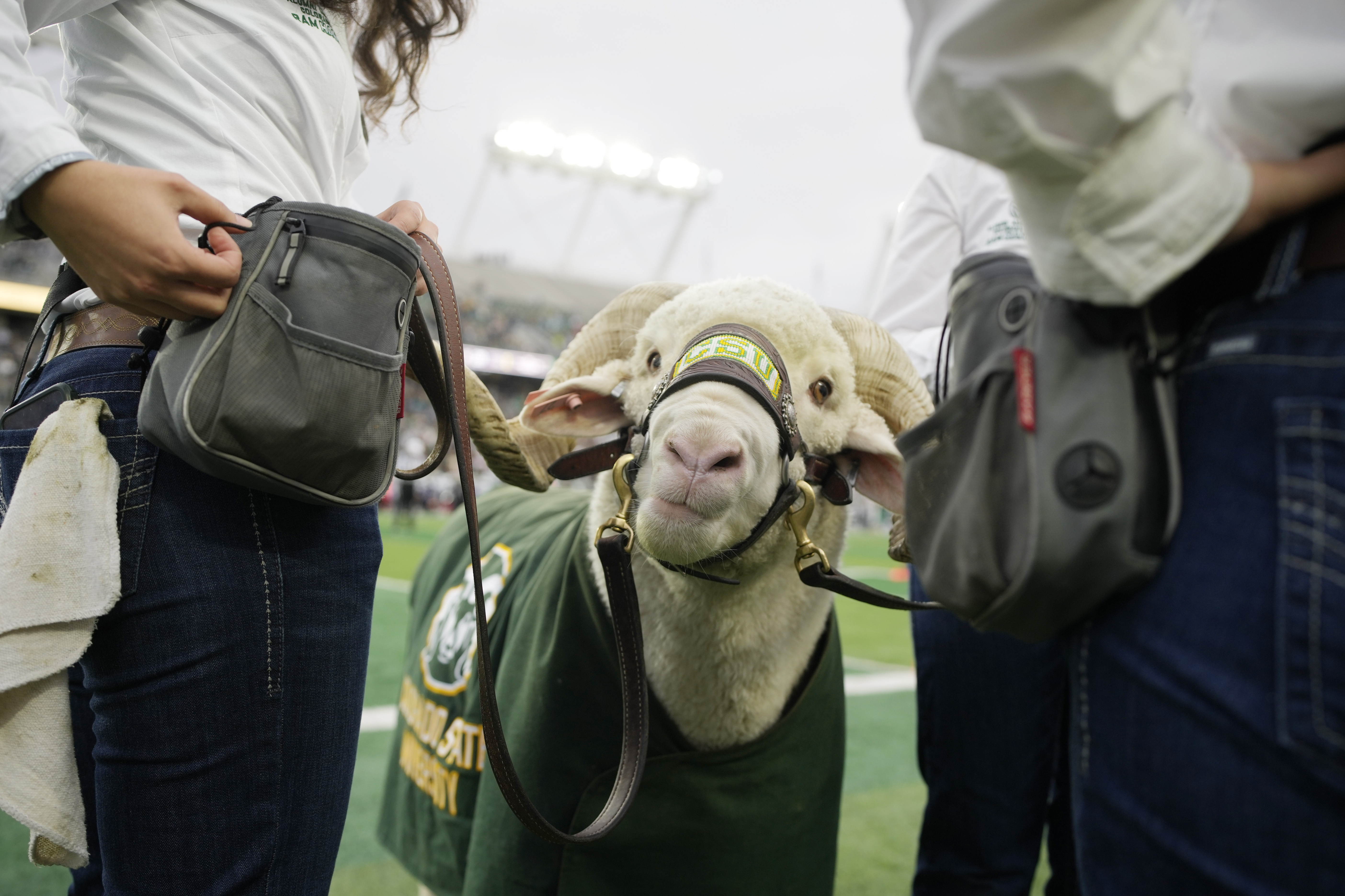 Colorado State mascot Cam the ram in the second half of an NCAA college football game Saturday, Nov. 18, 2023, in Fort Collins, Colo. (AP Photo/David Zalubowski) (David Zalubowski)