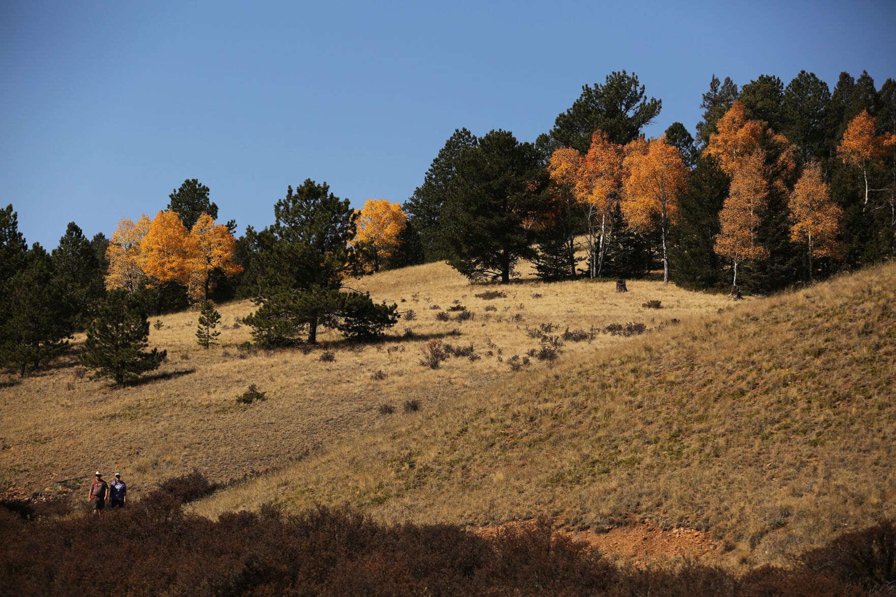 A couple walk through Mueller State Park as some fall colors still hang onto the aspen trees on Oct. 8, 2020. (Forrest Czarnecki/The Gazette)