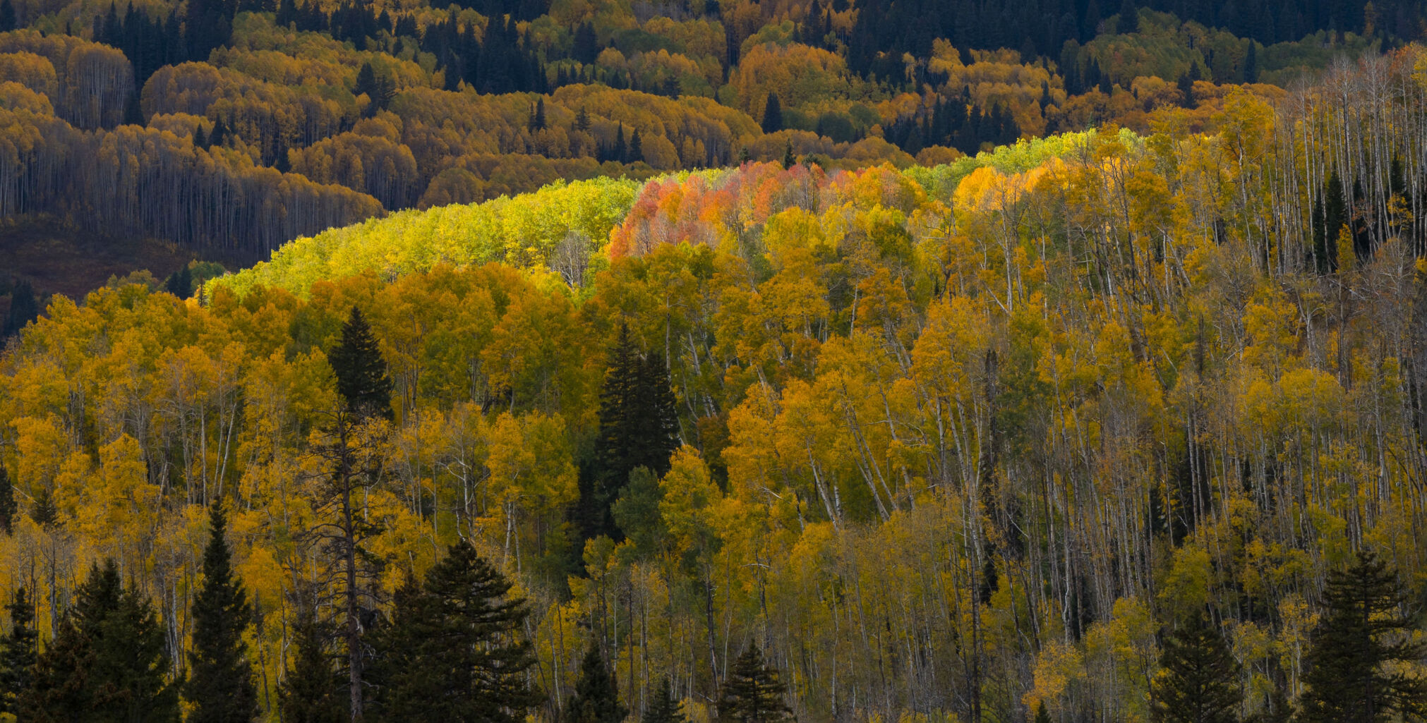 10 facts about aspen, Colorado’s fascinating tree of fall