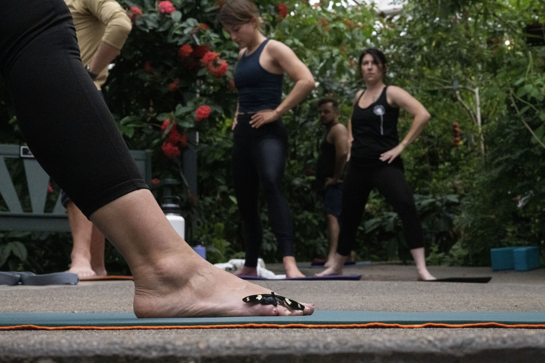 A butterfly rests on Kamala Viecelli’s foot as she leads a yoga class. (StephenSwoffordPhotographerstephen.swofford@gazette.comhttps://secure.gravatar.com/avatar/1ddcaf11c5d70eaa58546ddc4e038687?d=mm&r=g)