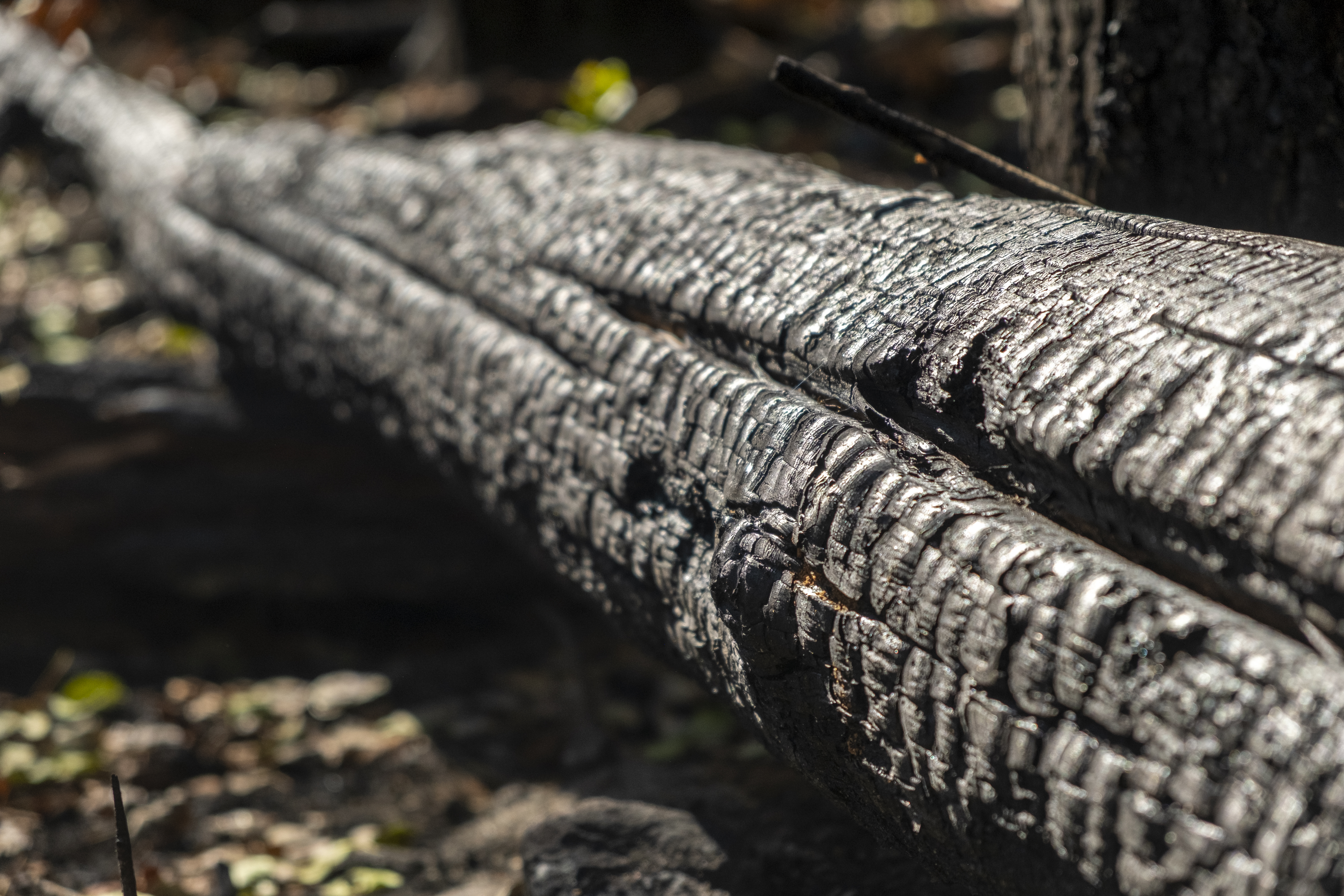 A burned and downed pine tree along Segment 11 of the Colorado Trail, as seen Wednesday, July 31, 2024, fell during the Interlaken Fire in June 2024. Wildfire is an ongoing environmental impact element of the forests in Colorado, affecting trail usage, soil erosion and the landscape, like on the Colorado Trail. (JonathanIngrahamDigital Strategistjonathan.ingraham@denvergazette.comhttps://denvergazette.com/content/tncms/avatars/c/dd/7f0/cdd7f086-b693-11ec-b373-bba598953eb6.fc0f5608a6f1144f64f080f771bd904d.png)