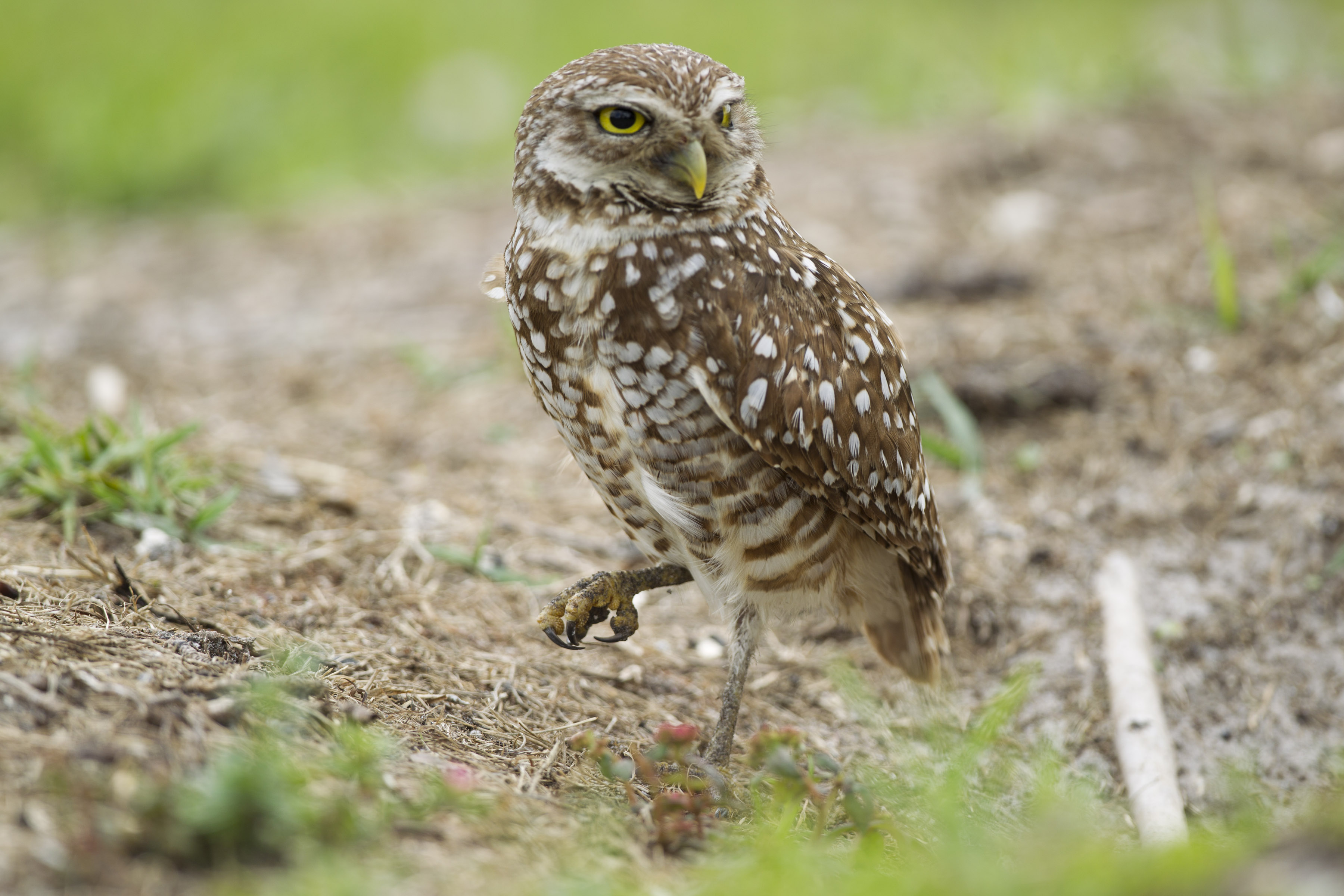 FILE PHOTO: A mature burrowing owl guards the entrance to its nest in Brian Piccalo Park in Pembroke Pines, Fla. Wednesday, May 2, 2012. (J Pat Carter/Associated Press)