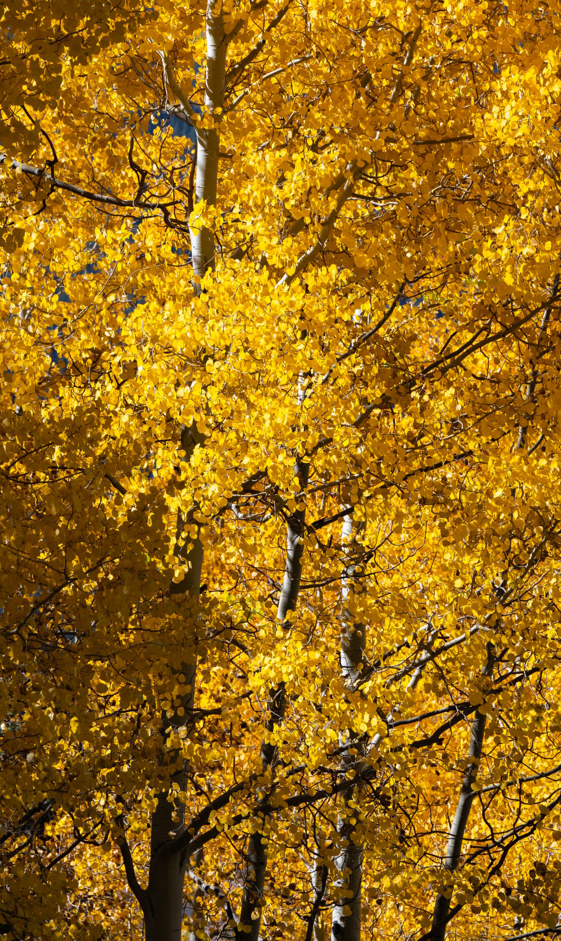 Turning aspens glow in the sun near Purgatory Resort outside Durango last week. (Christian Murdock, The Gazette)