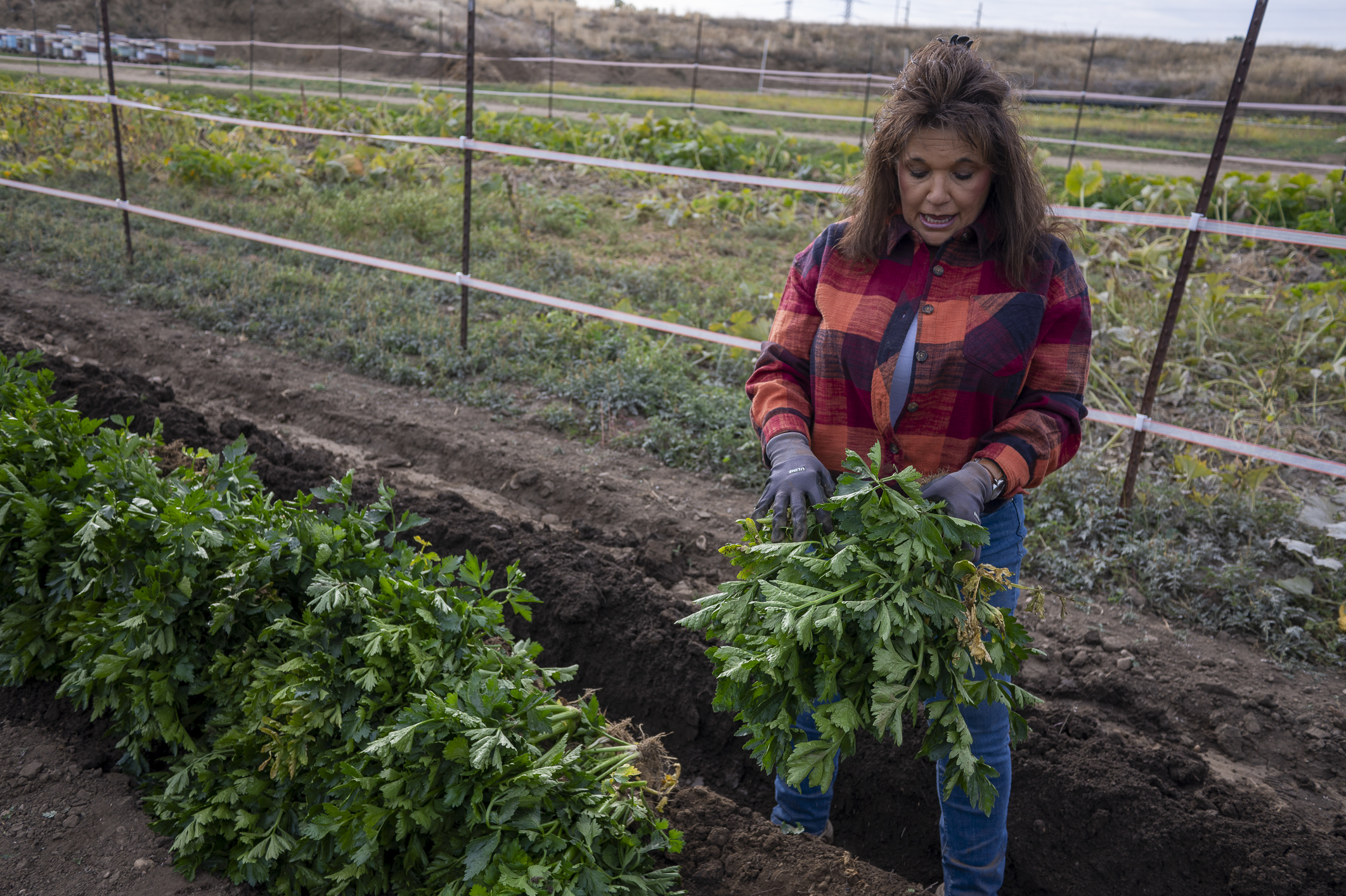 Marie Elliott stands in a celery trench on Oct. 13, 2024 at her family farm near Arvada. Elliott and her brother Anthony Spano are among the last Italian families in the areas that still grow the once famous Pascal celery. (John Leyba/Special to The Denver Gazette)