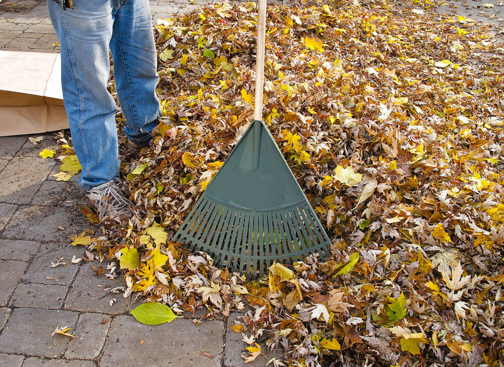 Lakewood: Free leaf recycling begins Nov. 16