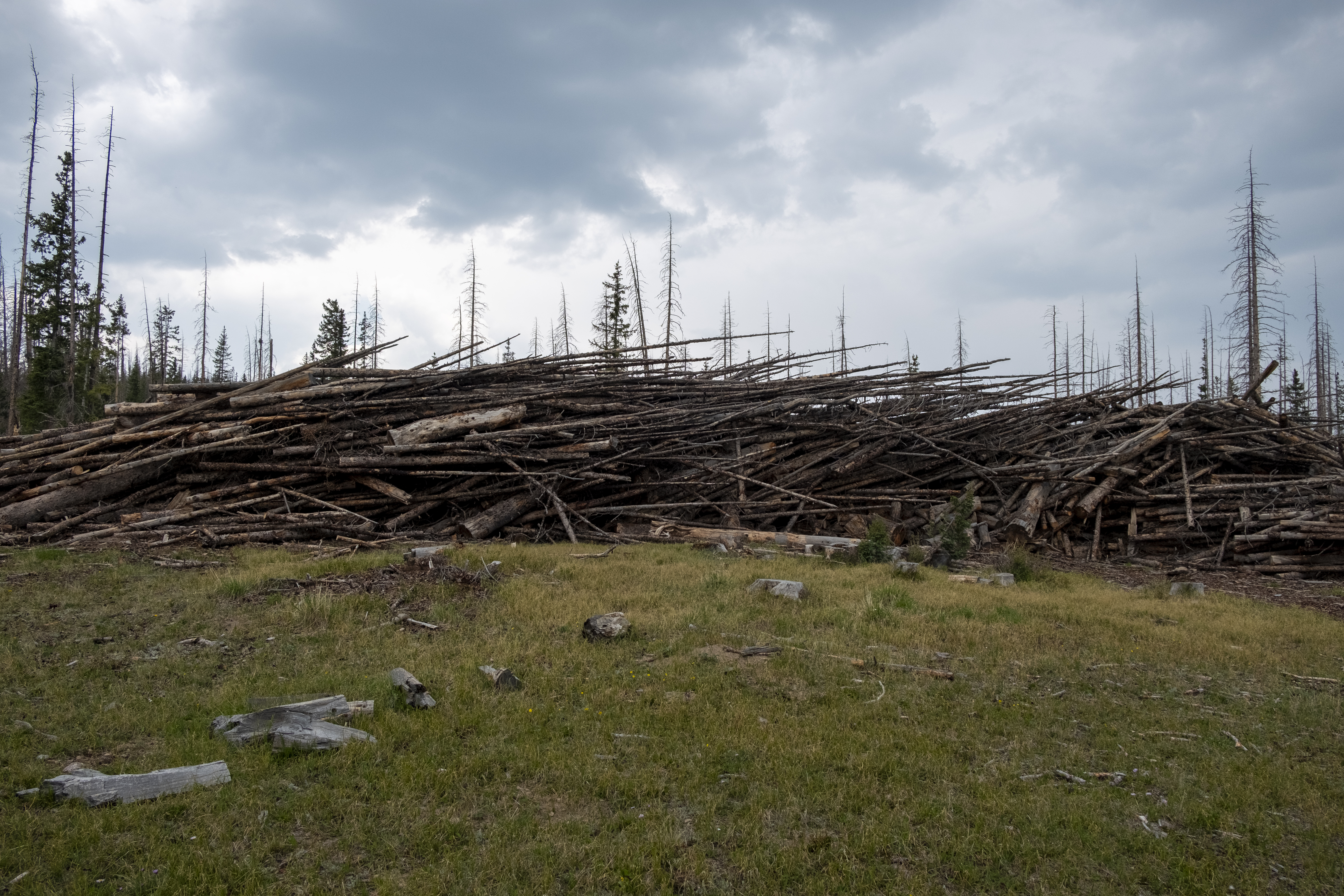 A pile of dead lodgepole pine lay on the ground, as seen Wednesday, July 24, 2024, near Sargents Mesa and Segment 16 and 17 of the Colorado Trail north of Saguache, Colorado. Mountain pine beetles killed vast acres of the forest's trees around Sargents Mesa, with forest crews removing thousands of trees and stacking them in piles. This pile was between 18-20 feet tall and 100 feet long. (JonathanIngrahamDigital Strategistjonathan.ingraham@denvergazette.comhttps://denvergazette.com/content/tncms/avatars/c/dd/7f0/cdd7f086-b693-11ec-b373-bba598953eb6.fc0f5608a6f1144f64f080f771bd904d.png)