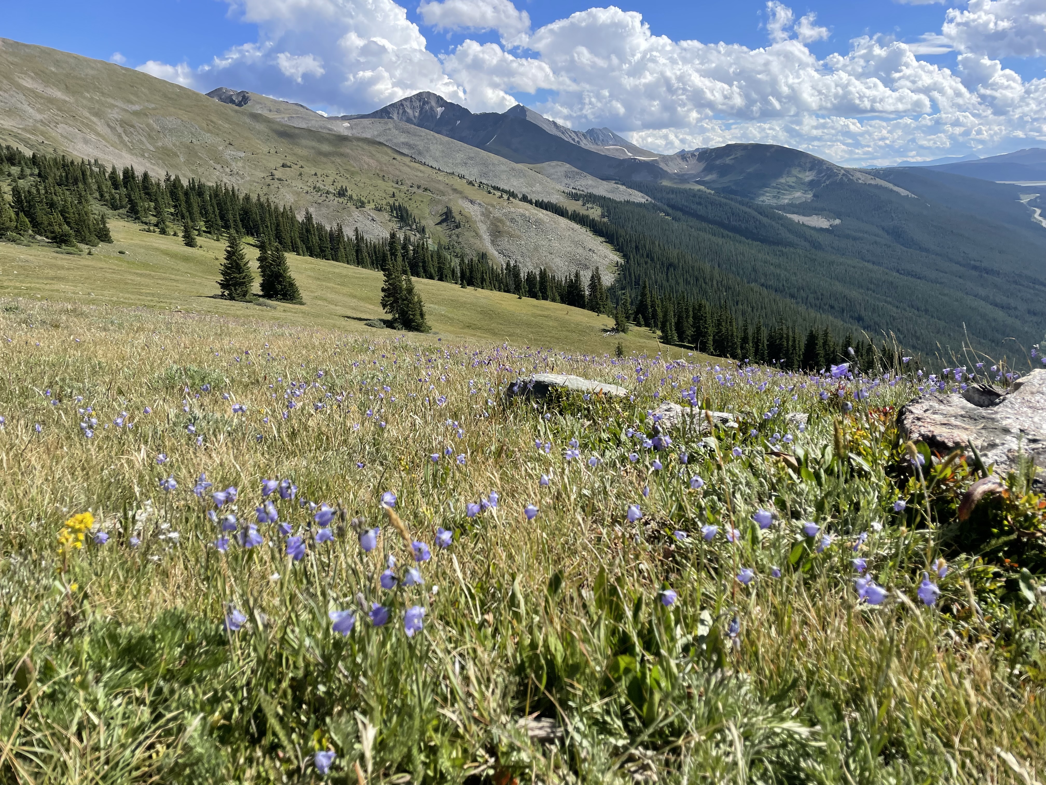 View of wildflowers and mountains from the Colorado Trail through the Tenmile Range. (KylaPearceAurora reporterkyla.pearce@denvergazette.comhttps://denvergazette.com/content/tncms/avatars/2/16/1e5/2161e54a-3f47-11ed-bc0c-ff41892600ae.4fb8f678b9b96eab286c33c5af828fe7.png)