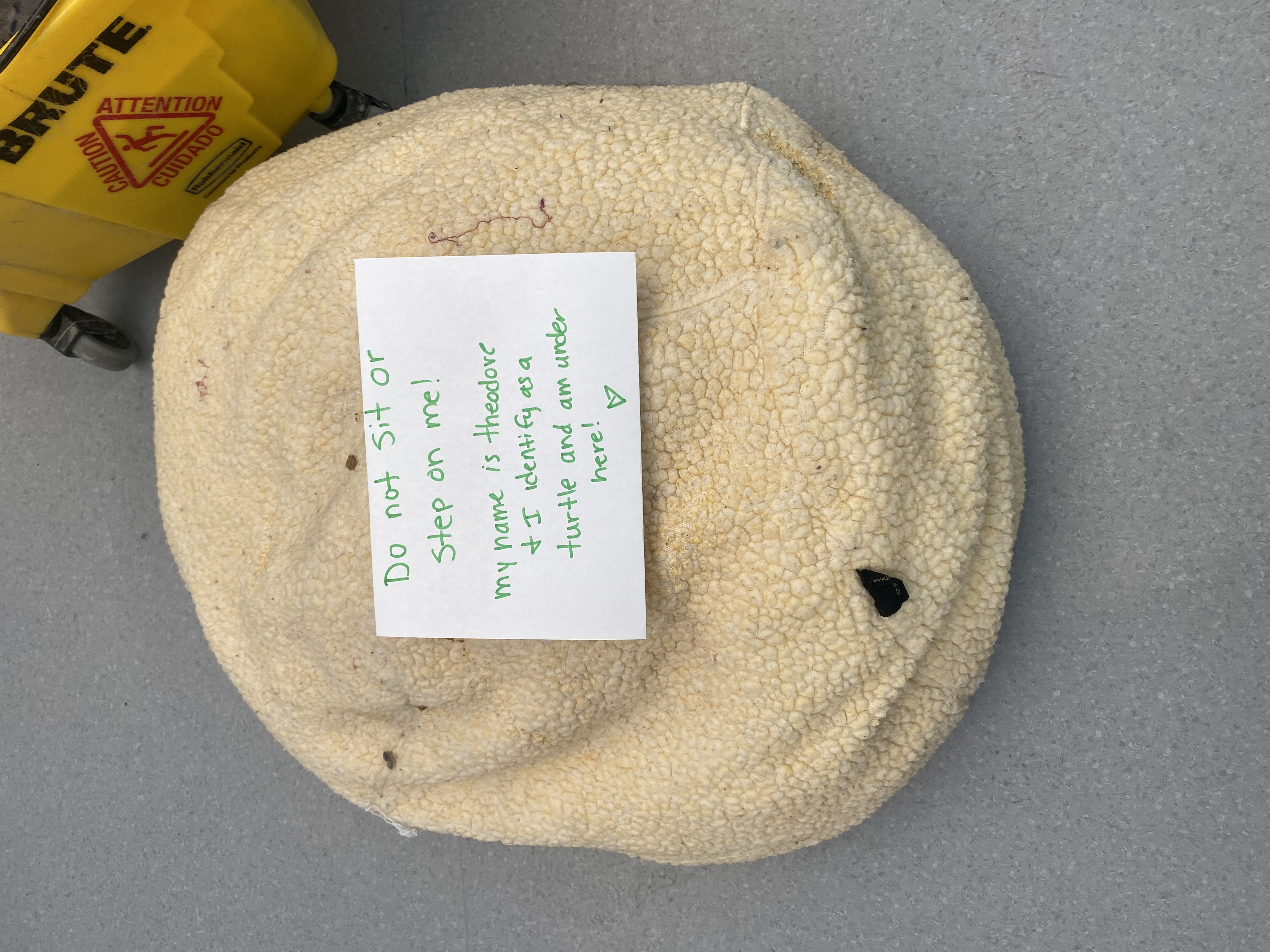 A sign warns visitors not to sit on Theodore, who has become famous for his turtle-like behavior, often hiding under his favorite bean bag at Cat Care Society in Lakewood, Colo. (Courtesy: Cat Care Society)