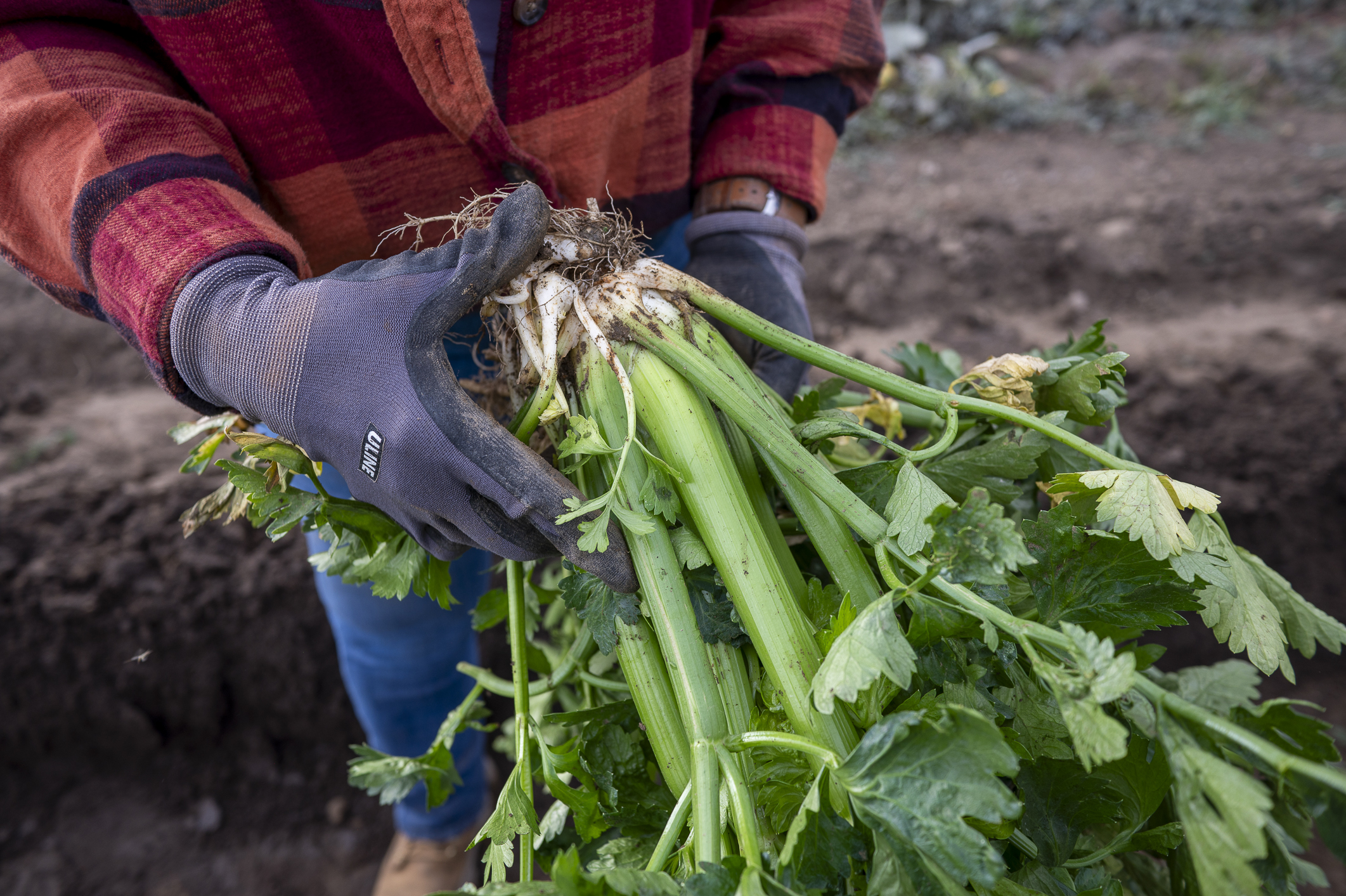 Colorado Pascal celery was once a favored dish at the White House. Celery plants, like this one, are harvested about six weeks before Thanksgiving and then placed in trenches and covered with dirt, straw and sometimes newspaper. The process gives the plant its noted pale green color and mild taste. (John Leyba/Special to The Denver Gazette)