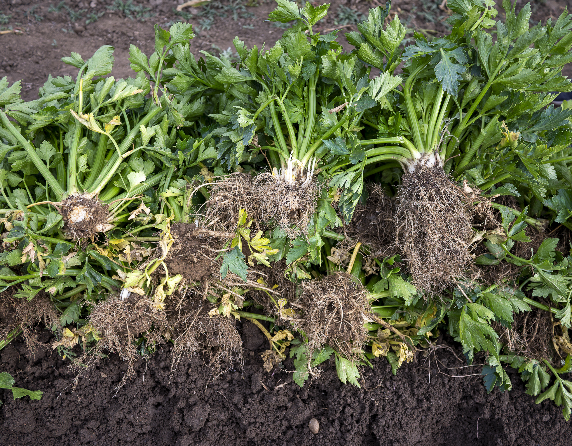 Colorado Pascal celery was once a favored dish at the White House. Celery plants, like these, are harvested about six weeks before Thanksgiving and then placed in trenches and covered with dirt, straw and sometimes newspaper. The process gives the plant its noted pale green color and mild taste. (John Leyba/Special to The Denver Gazette)