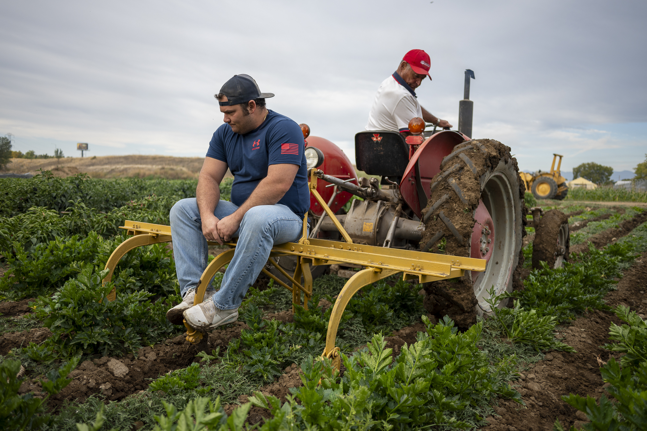 Third-generation Arvada produce farmer Anthony Spano trenches a celery field on Oct. 13, 2024 with the help of a small tractor and a handful of family and friends. (John Leyba/Special to The Denver Gazette)