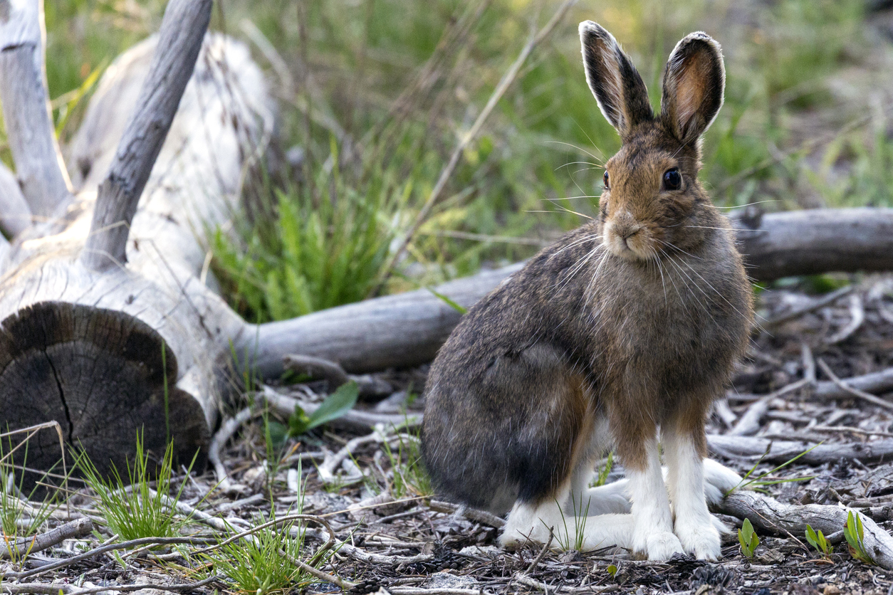 A snowshoe hare donning its summer coat. Note that the white feet are not always this visible. Photo Credit: BlueBarronPhoto (iStock). (BlueBarronPhoto)