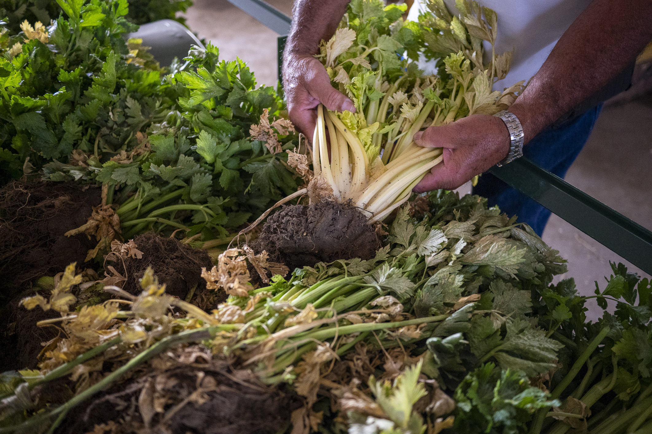 Colorado's once famous Pascal celery can still be found at the Spano family farm just north of Regis University. Here, celery plants are cut from the field, but leave a portion of the roots on the before being returned to a trench and covered with dirt and sometime straw. By blocking sunlight, the celery becomes less stringy and becomes more mild in taste. (John Leyba/Special to The Denver Gazette)