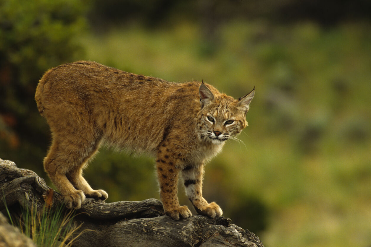 The battle over Proposition 127, which seeks to ban the hunting of mountain lions, bobcats and lynx, is being waged by Cats Aren't Trophies and Colorado's Wildlife Deserves Better, with the former leading the money race. ((iStock) twildlife)