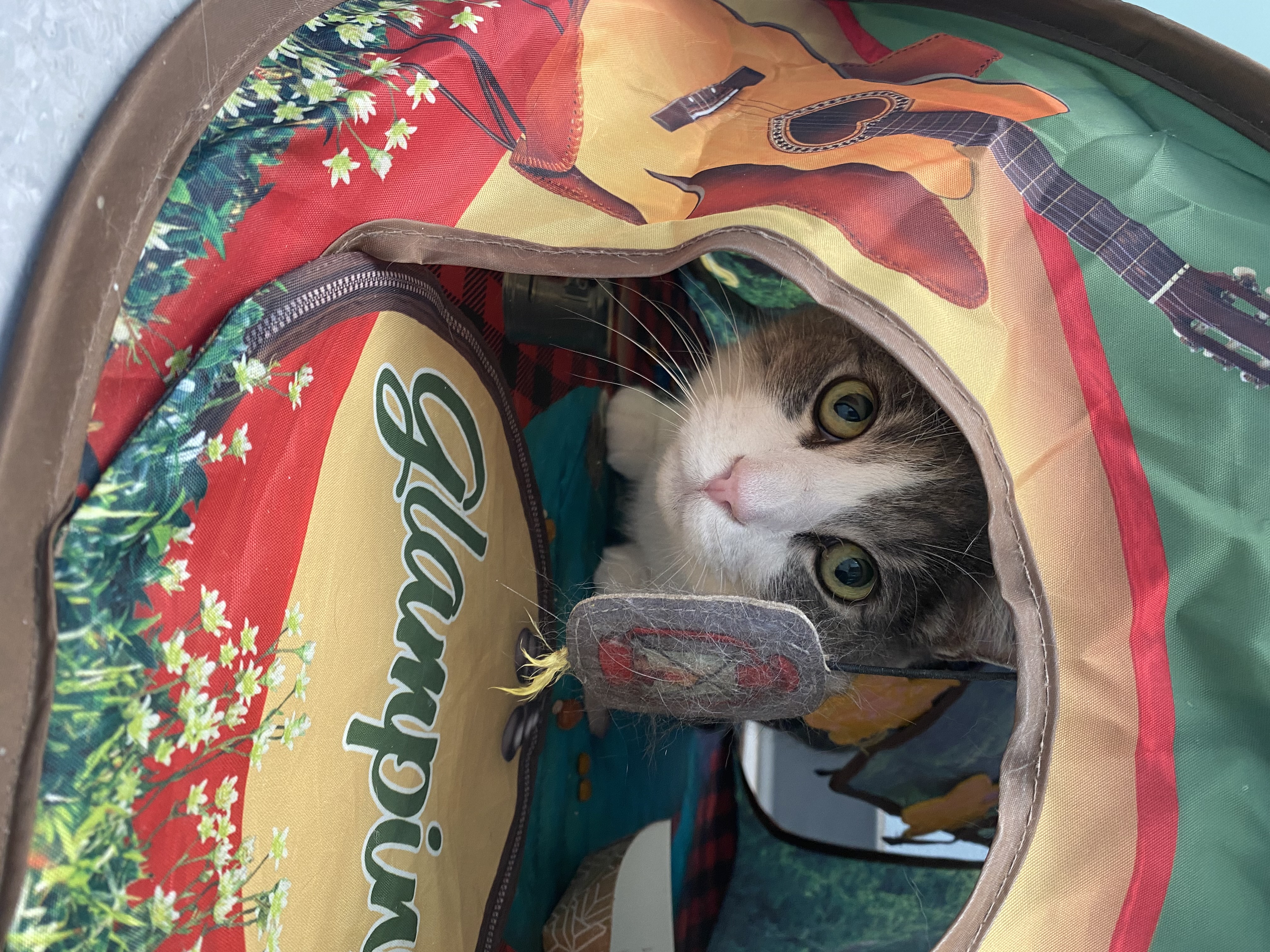 Theodore peers out from his “glamping” tent, showing a more adventurous side as he becomes braver each day at Cat Care Society. (Courtesy: Cat Care Society)