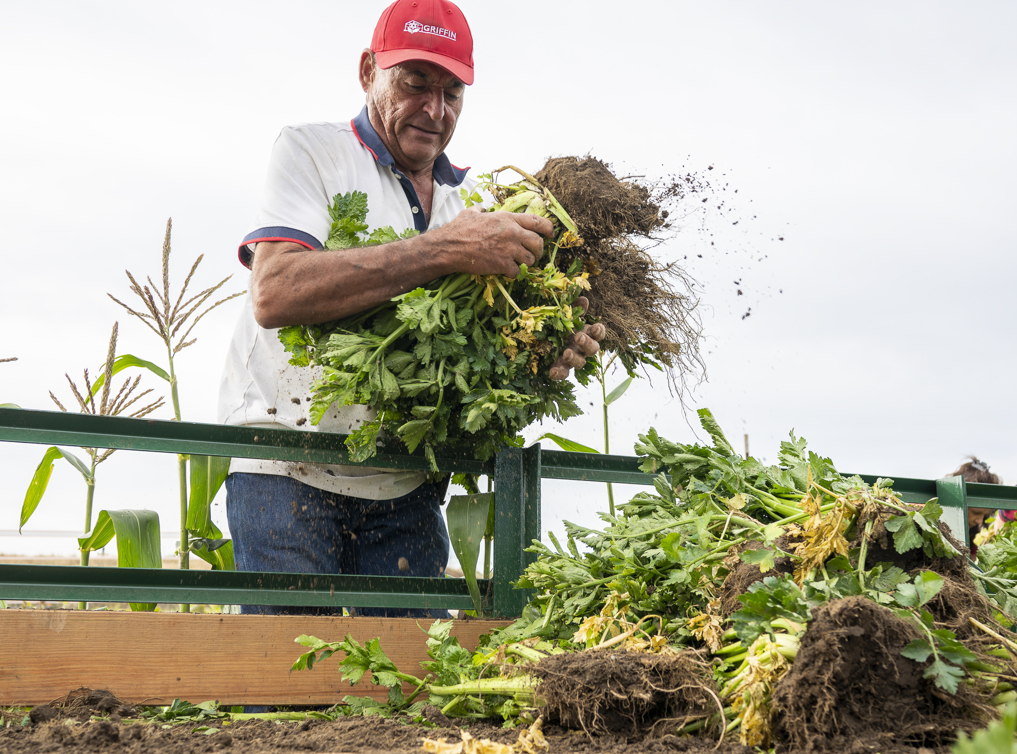 Third-generation Arvada produce farmer Anthony Spano places celery plants in a wagon. The plants will be returned to the soil in a deep trench, part of a unique process that extends the life of the plant, makes it less stringy and gives it a more mild and sweeter flavor than grocery store varieties. (John Leyba/Special to The Denver Gazette)