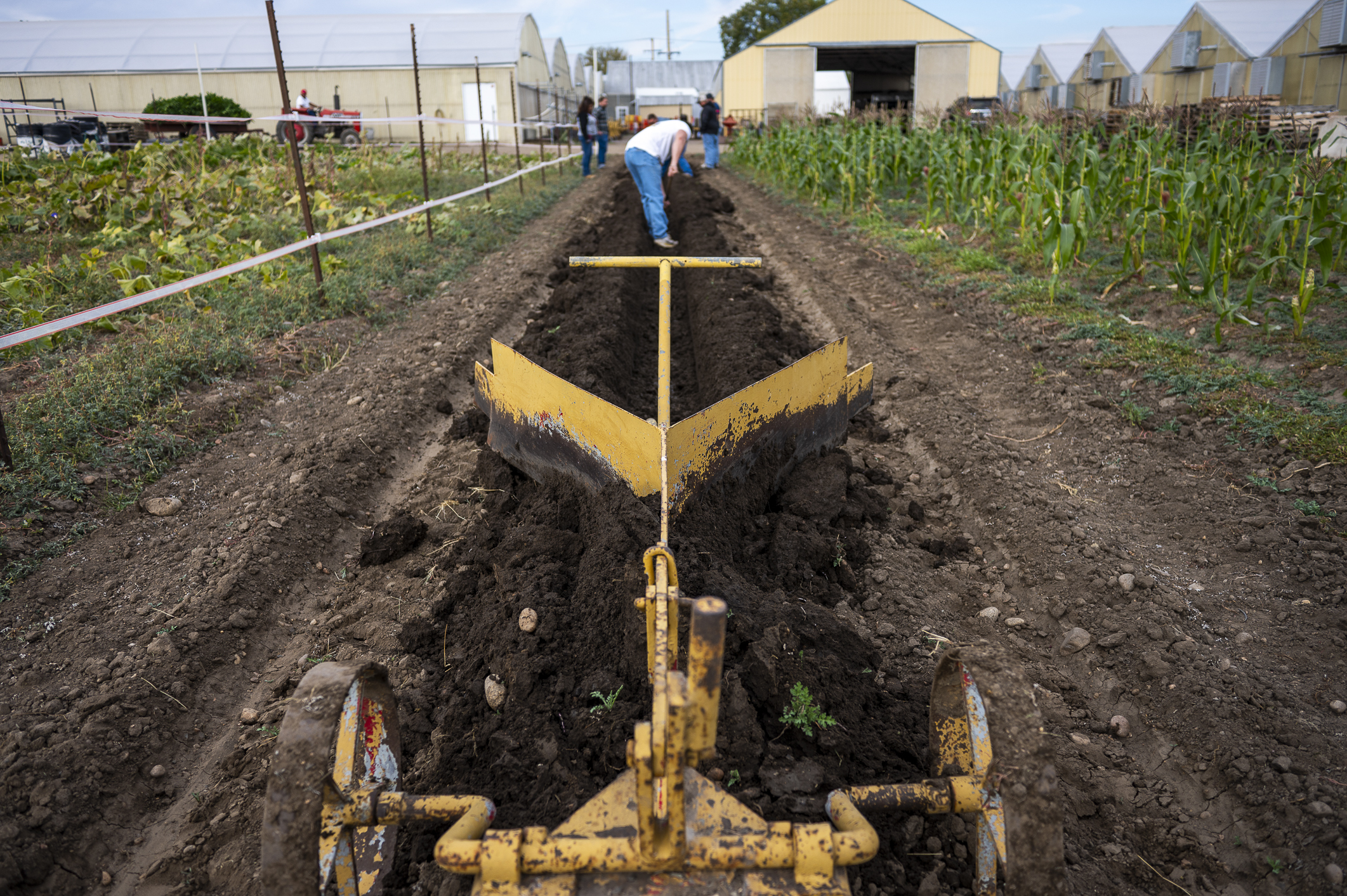 Special trenches are prepared for celery plants on the almost 100 year-old Spano family farm. By trenching and burying the plants, sunlight is blocked, yielding a less stringy and better-tasting product. Anthony Spano's family has been doing this labor-intensive process for three generations. (John Leyba/Special to The Denver Gazette)