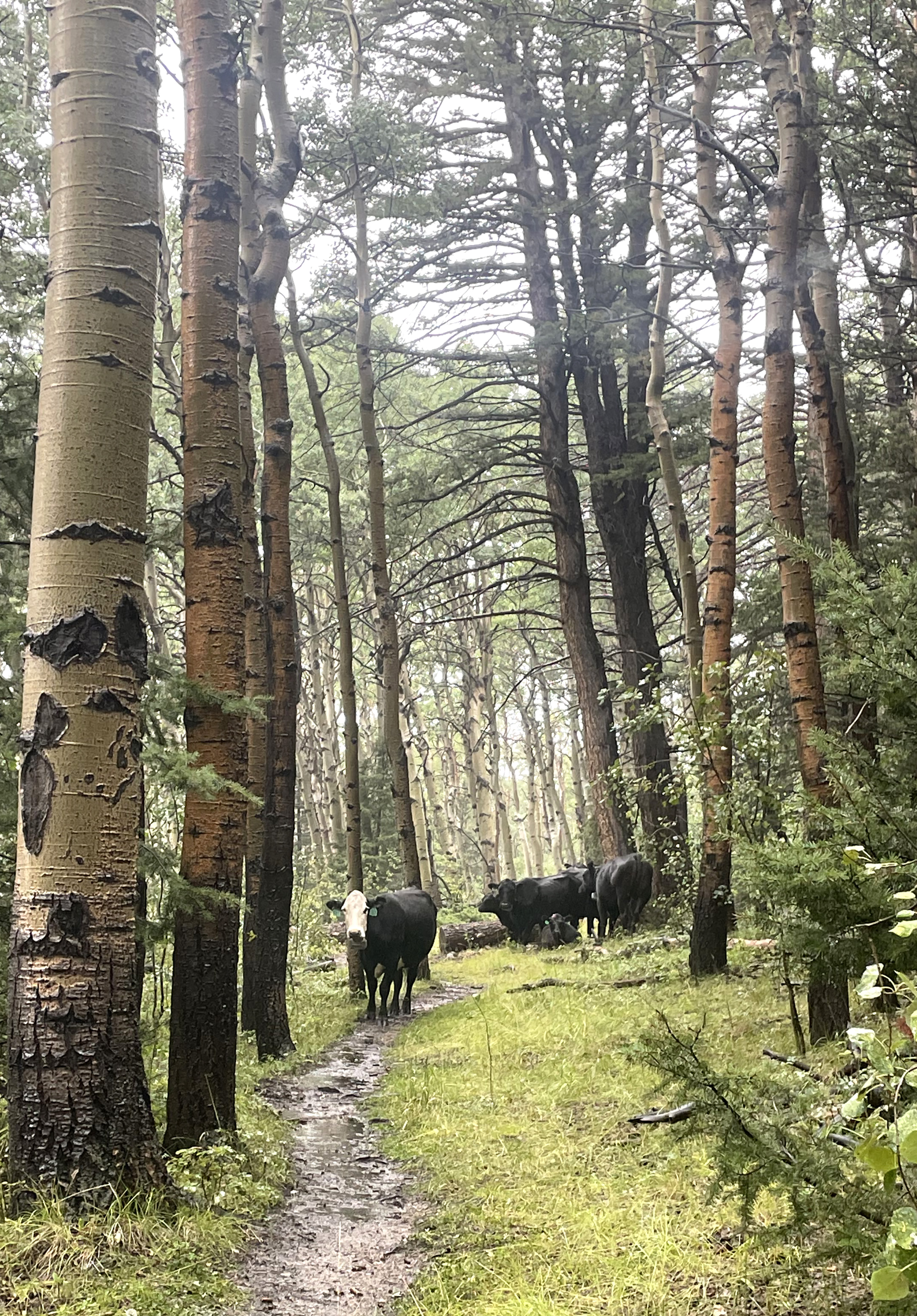 A herd of cows block the Colorado Trail near Salida during a rainstorm on Aug. 22. (KylaPearceAurora reporterkyla.pearce@denvergazette.comhttps://denvergazette.com/content/tncms/avatars/2/16/1e5/2161e54a-3f47-11ed-bc0c-ff41892600ae.4fb8f678b9b96eab286c33c5af828fe7.png)