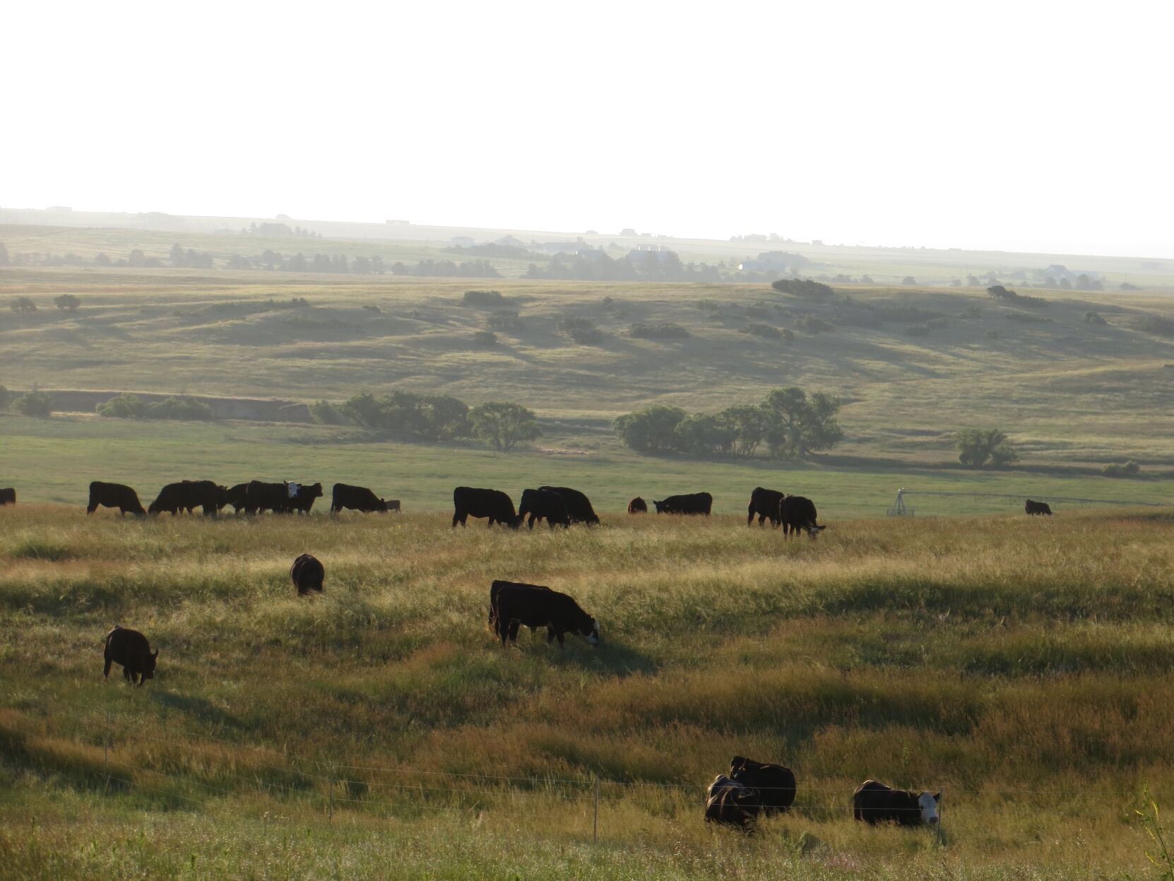 Prairie Canyon Ranch Open Space is a working cattle ranch in Douglas County. Photo courtesy {span data-olk-copy-source=”MessageBody”}Patti Hostetler, Douglas Land Conservancy{/span}