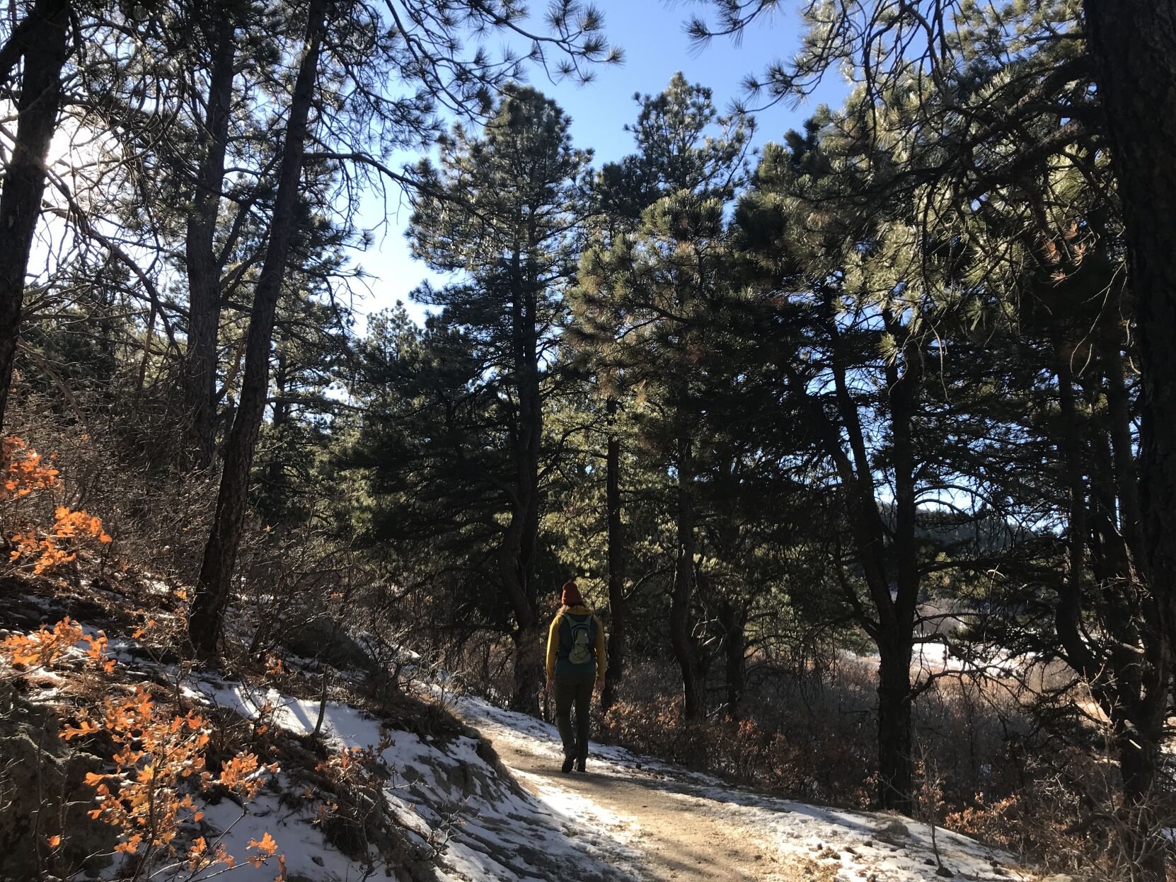 A hiker enjoys the forest along the Eagle Pass Trail in Spruce Mountain Open Space. (Seth Boster, The Gazette file)