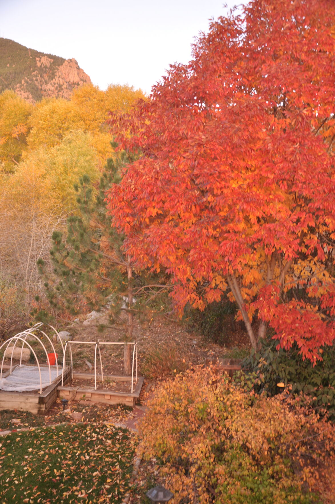 Year-round gardening: Is it time to clean up your Colorado garden? Well, it depends.