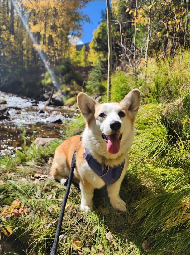 A Pembroke Welsh Corgi enjoys Guanella Pass in September. The 10th Annual Tour De Corgi, a meet-up and carnival parade of corgis, kicks off at 8 a.m. on Saturday, Oct. 5, 2024, at Civic Center Park in Fort Collins. (MarcoCummingsDigital Producermarco.cummings@denvergazette.comhttps://denvergazette.com/content/tncms/avatars/0/1d/eaa/01deaa56-19a7-11ee-95a9-eb824b1bc3f8.f5cab1faeccf1f82b4e43e1a242451a6.png)
