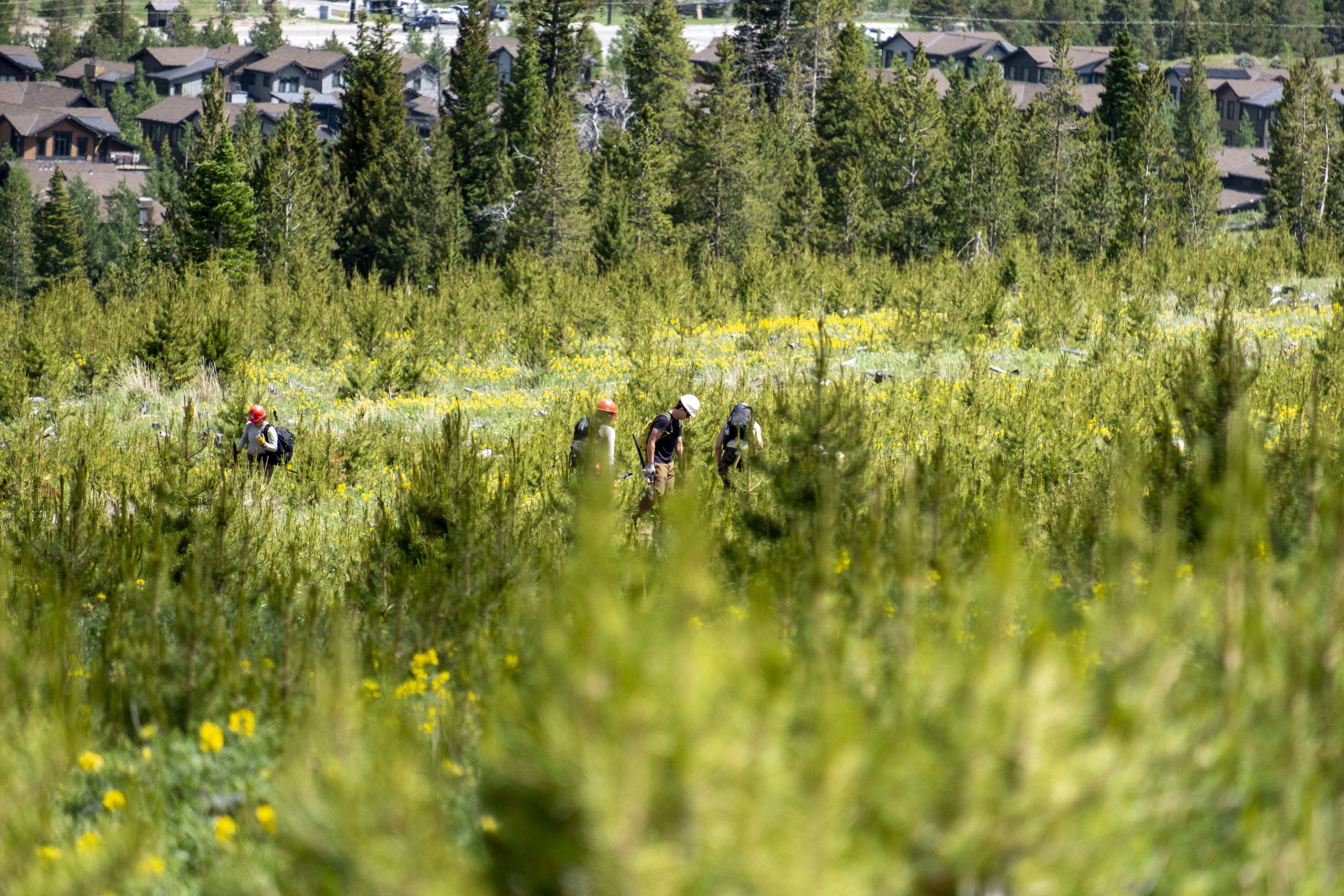 A group of trail maintenance volunteers work along a section of Segment 7 of the Colorado Trail, as seen Sunday, July 7, 2024 north of Breckenridge, Colorado. (JonathanIngrahamDigital Strategistjonathan.ingraham@denvergazette.comhttps://denvergazette.com/content/tncms/avatars/c/dd/7f0/cdd7f086-b693-11ec-b373-bba598953eb6.fc0f5608a6f1144f64f080f771bd904d.png)