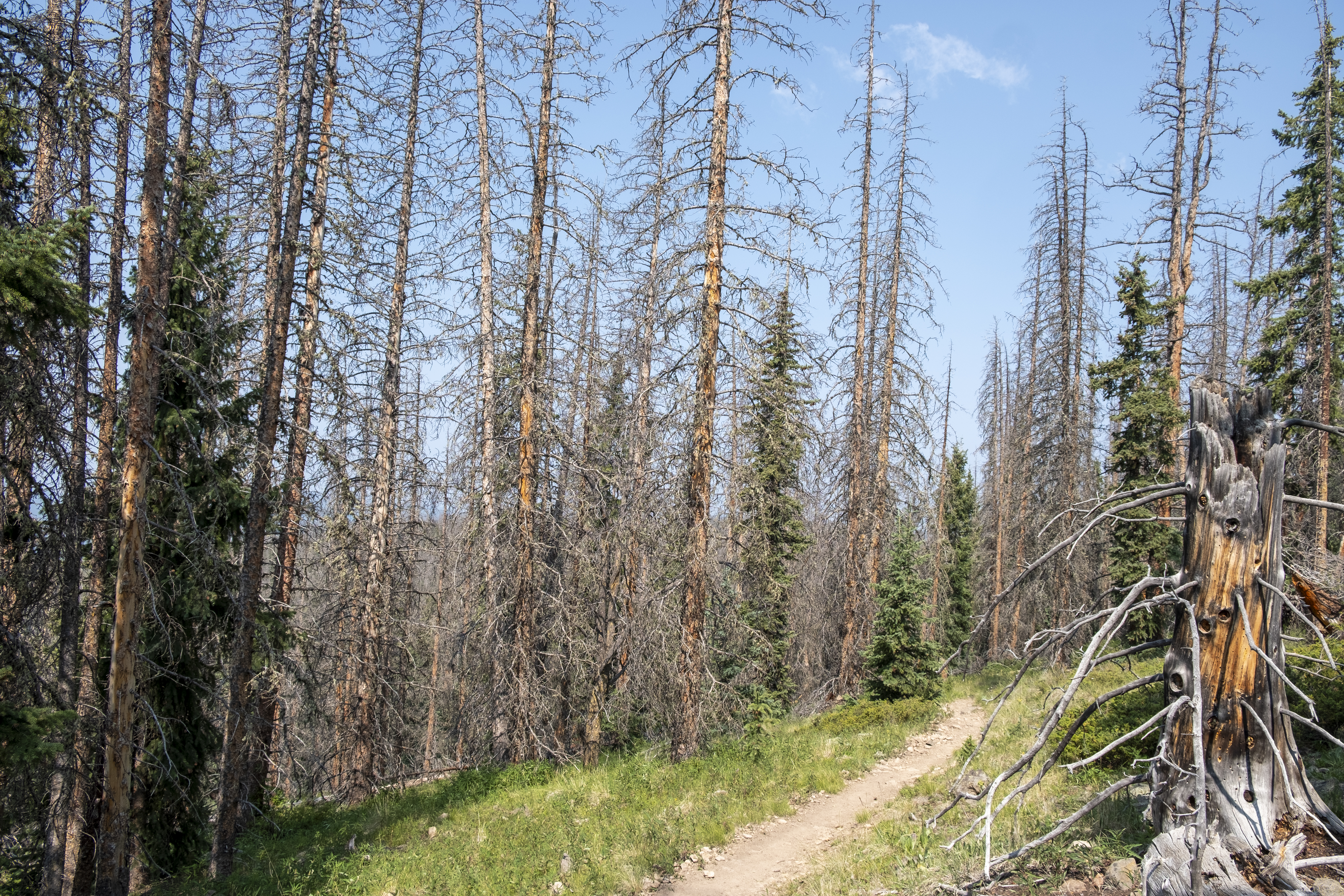 Pine beetle kill is an environmental impact along large sections of the Colorado Trail, like seen here on Segment 17 from Sargents Mesa to Hwy 114 in central Colorado. It is estimated that 20% of Colorado's pine forests have been affected by pine beetles, equating to 800 million dead trees over 3.4 million acres of forest. (JonathanIngrahamDigital Strategistjonathan.ingraham@denvergazette.comhttps://denvergazette.com/content/tncms/avatars/c/dd/7f0/cdd7f086-b693-11ec-b373-bba598953eb6.fc0f5608a6f1144f64f080f771bd904d.png)