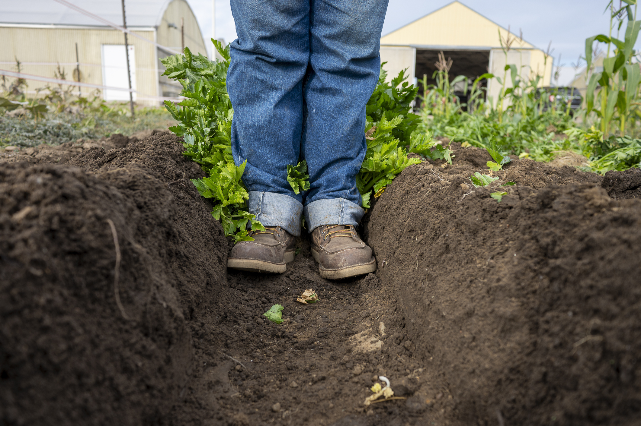 Deep trenching is a labor-intensive process, but one that yields a less stringy and more flavorful celery. Colorado's once famous Pascal celery can still be found at the Spano family farm just north of Regis University. (John Leyba/Special to The Denver Gazette)