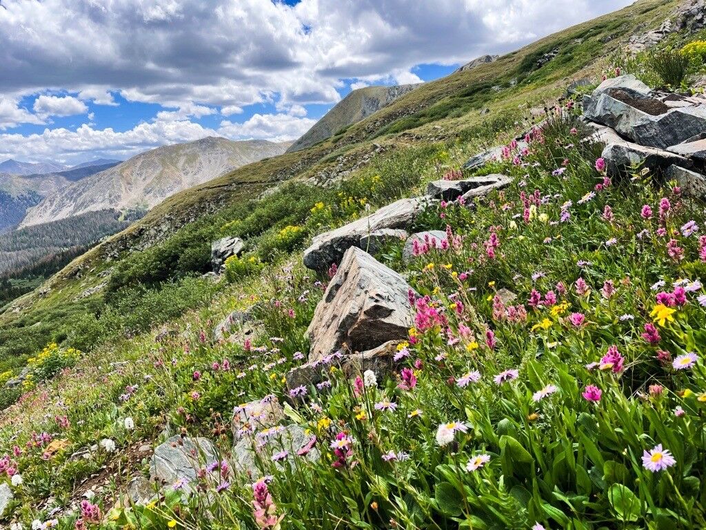 Wildflowers in the Collegiate Peaks. (KylaPearceAurora reporterkyla.pearce@denvergazette.comhttps://denvergazette.com/content/tncms/avatars/2/16/1e5/2161e54a-3f47-11ed-bc0c-ff41892600ae.4fb8f678b9b96eab286c33c5af828fe7.png)