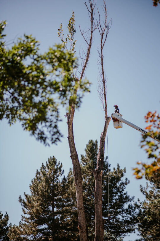 An arborist in a bucket truck begins to trim a dead tree at Fort Logan National Cemetery. Licensed arborists, tree climbers, forestry workers and landscape professionals from as far away as Cheyenne, Wyoming, came with bucket trucks, stump grinders, shovels, and saws as part of Saluting Branches, the largest single-day service event in the forestry industry dedicated to honoring the sacrifices of U.S. military veterans. (Courtesy photo, Molly Margret Photography LLC)