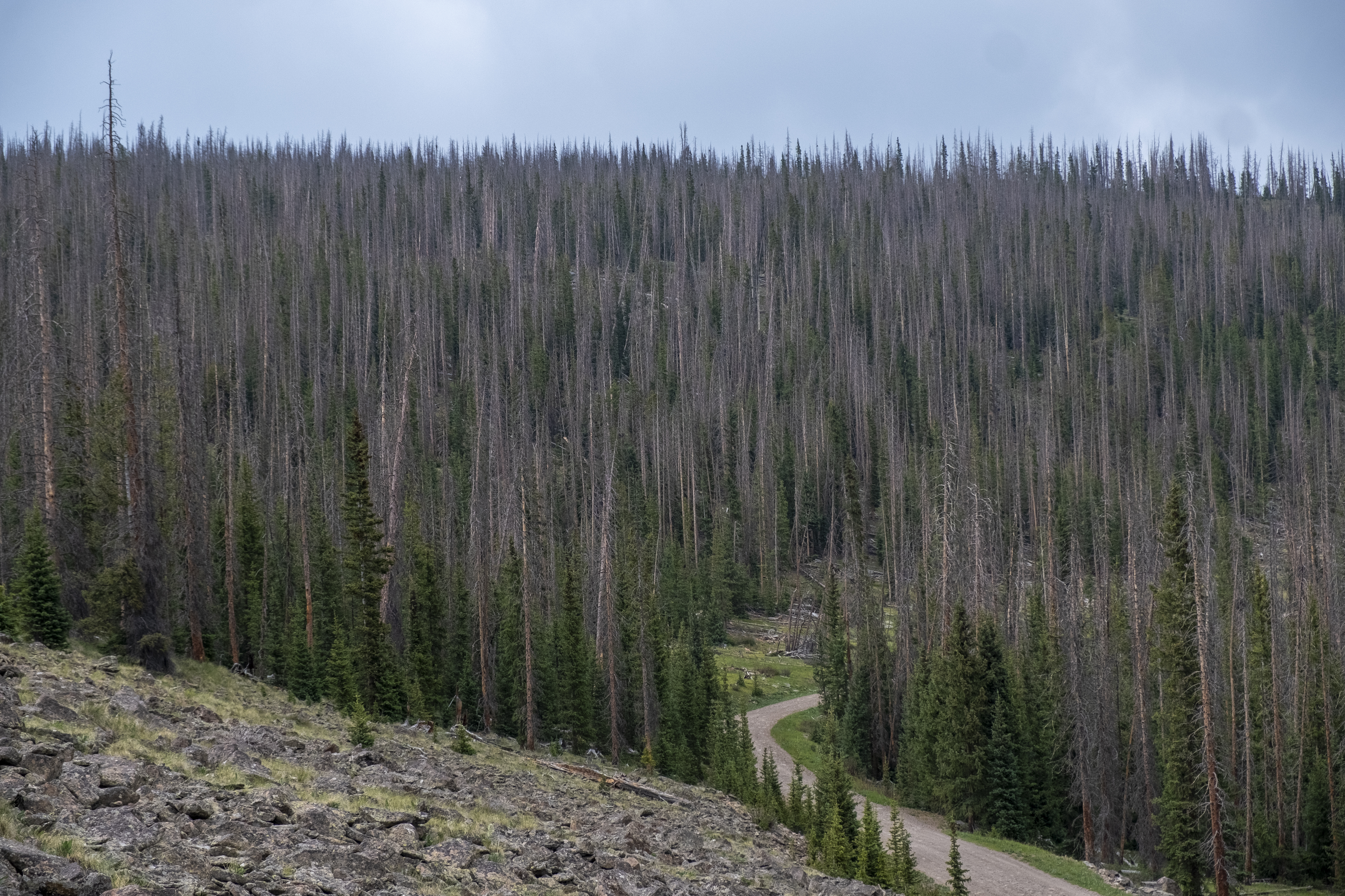 A section of forest along Saguache County Rd 33JJ south of Sargents Mesa, Colorado, is littered with pine beetle kill, as seen Wednesday, July 24, 2024. Segment 17 of the Colorado Trail is in the forest below the top of the treeline, one or several segments affected by beetle kill, making the segment susceptible to erosion, dryness and wildfires. (JonathanIngrahamDigital Strategistjonathan.ingraham@denvergazette.comhttps://denvergazette.com/content/tncms/avatars/c/dd/7f0/cdd7f086-b693-11ec-b373-bba598953eb6.fc0f5608a6f1144f64f080f771bd904d.png)