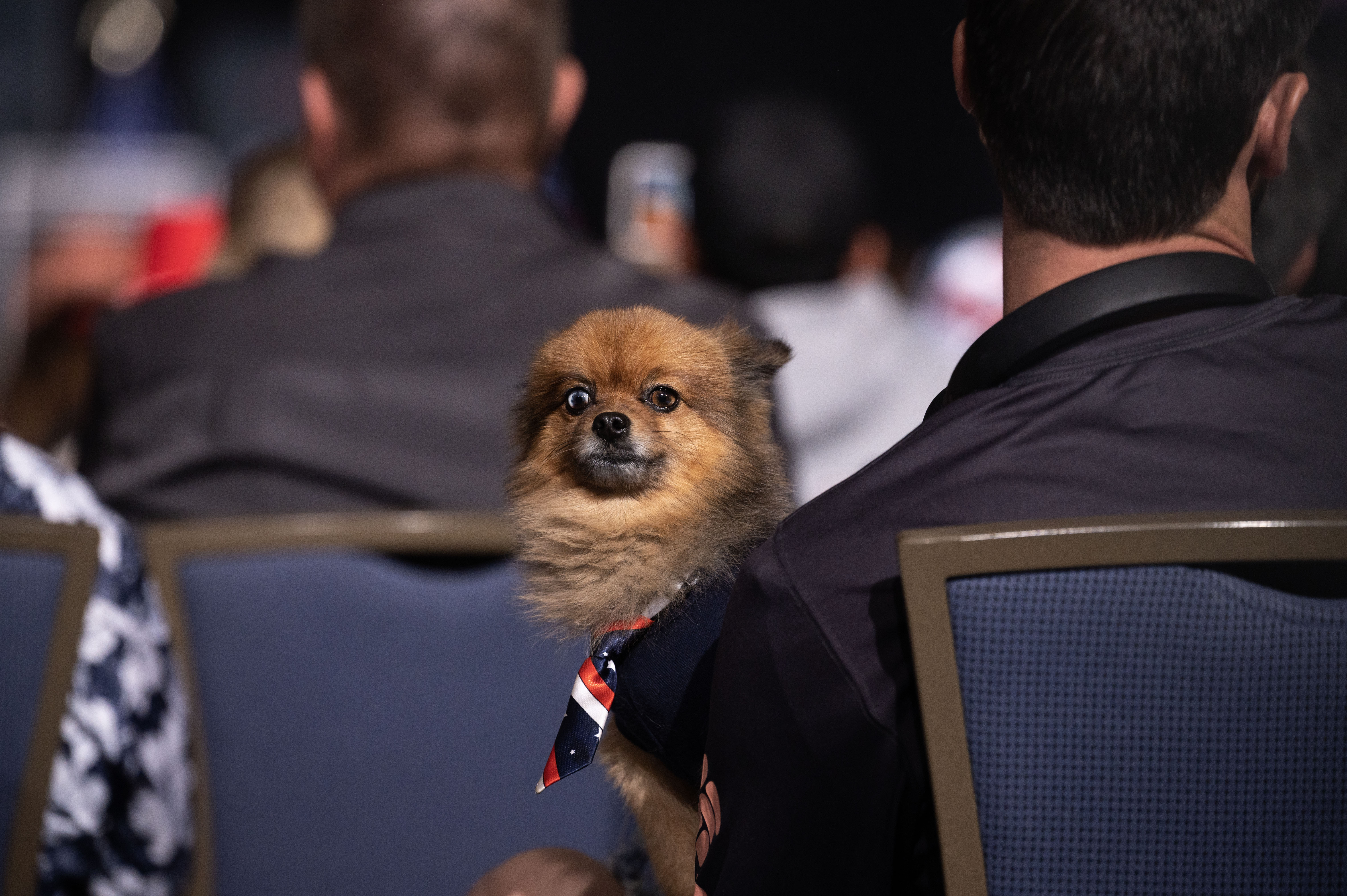 A dog eyes the media area during a trump rally at the Gaylord Rockies Resort and Convention Center in Aurora on Friday, Oct. 11, 2024. (Stephen Swofford, Denver Gazette) (Stephen Swofford Denver Gazette)
