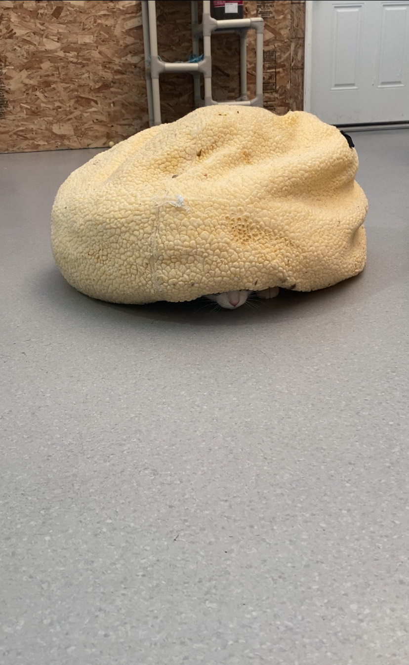 Theodore hides beneath his bean bag, with only the tip of his nose visible, continuing his journey of gaining confidence as he prepares for adoption. (Courtesy: Cat Care Society)