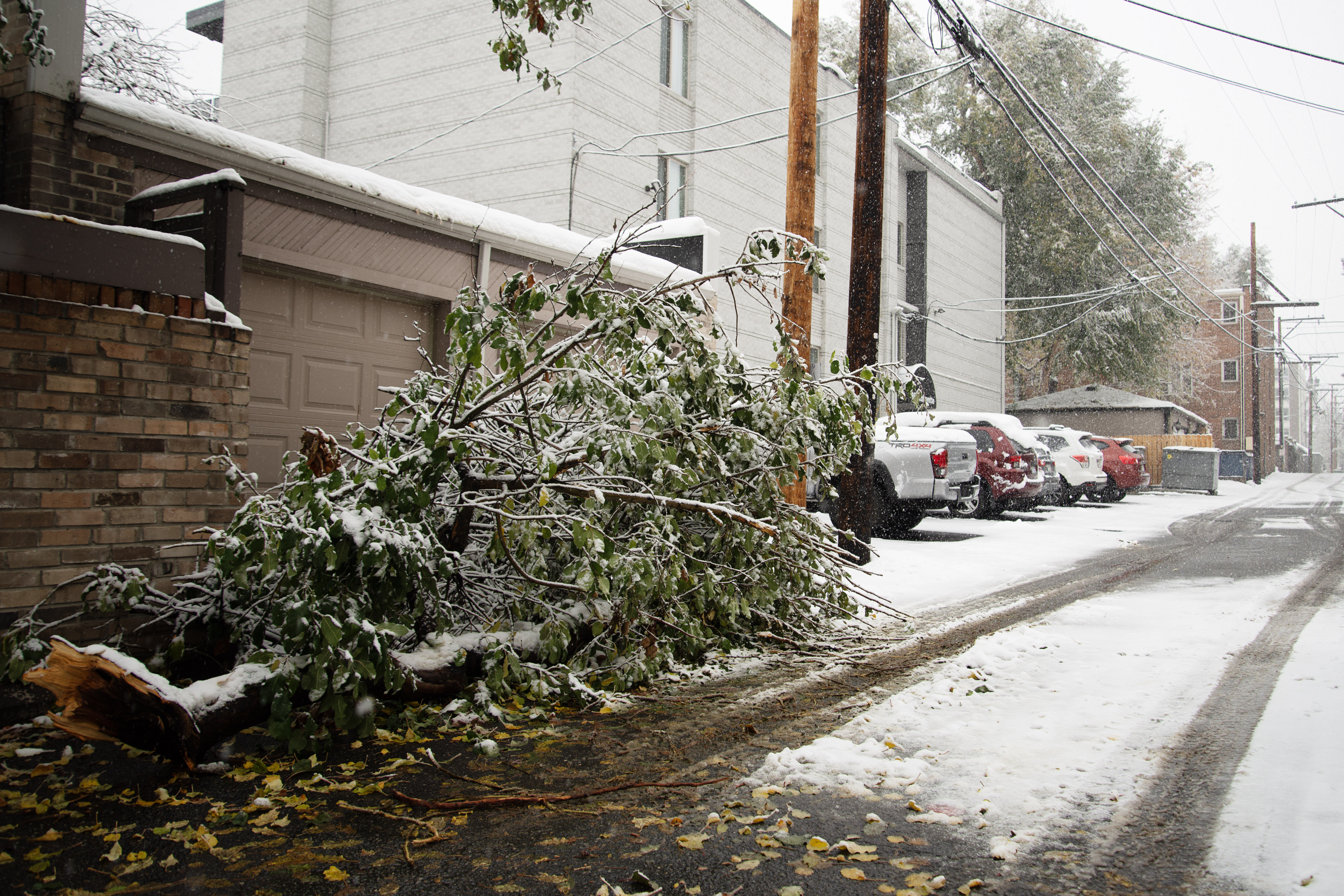 A large branch lays fallen in an alley after two snowstorms hit in one week Denver's Capitol Hill neighborhood on Friday, Nov. 8, 2024. (TomHellauerMultimedia Producertom.hellauer@denvergazette.comhttps://denvergazette.com/content/tncms/avatars/f/9e/622/f9e6228a-3b6b-11ed-bf10-fbb71fa8e421.f54b911252c540f1d61709edc4727a39.png)