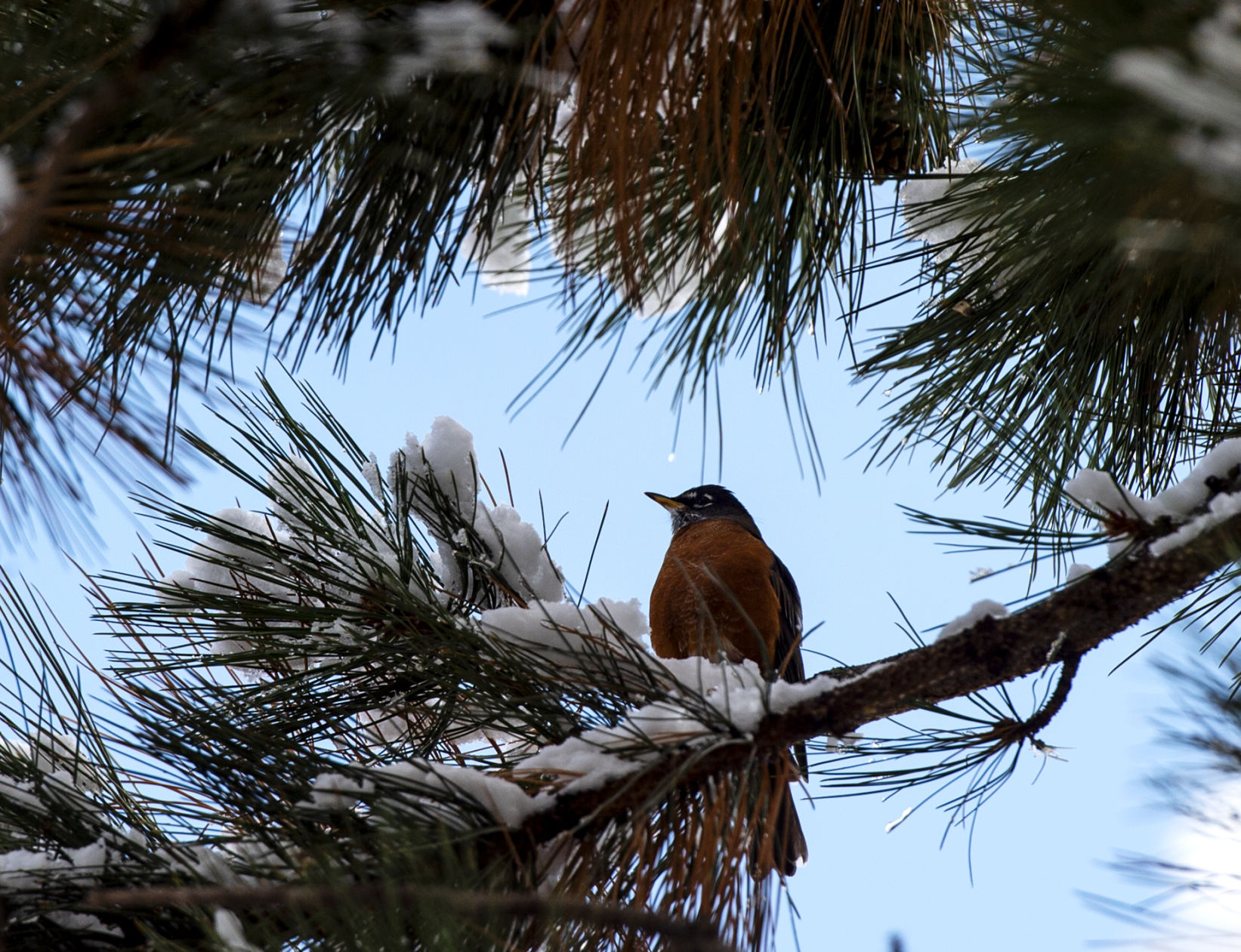 For Colorado winters, La Niña has become the name of the game