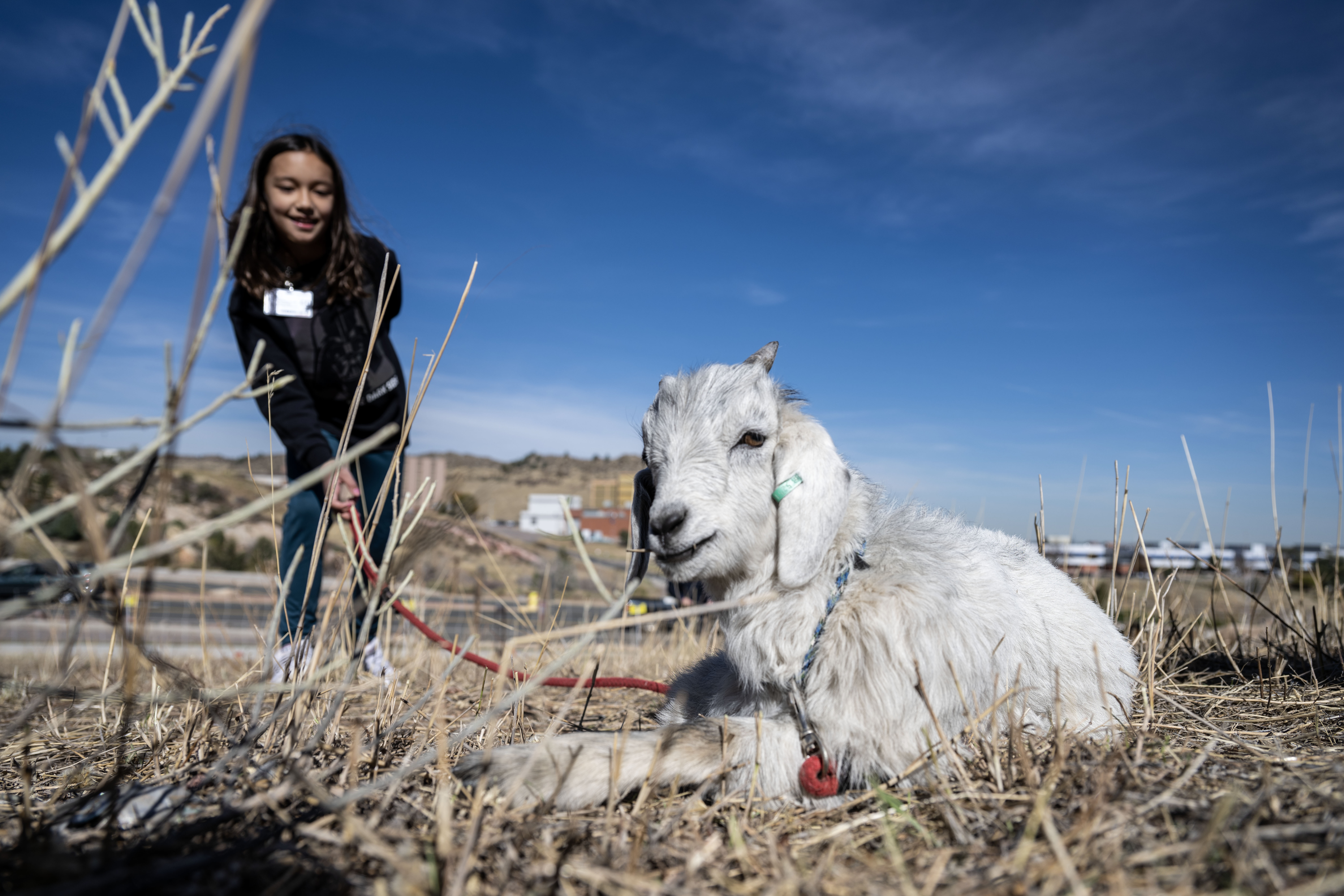 Ada Nepomuceno, 10, holds the leash of Gus Gus, a young goat, during a meet and greet event on the Lockheed Martin Campus in Littleton on Friday, Nov. 1, 2024. Lockheed Martin has brought 1,200 goats onto its campus to help with fire mitigation efforts. (Stephen Swofford, Denver Gazette) (StephenSwoffordPhotographerstephen.swofford@gazette.comhttps://secure.gravatar.com/avatar/1ddcaf11c5d70eaa58546ddc4e038687?d=mm&r=g)