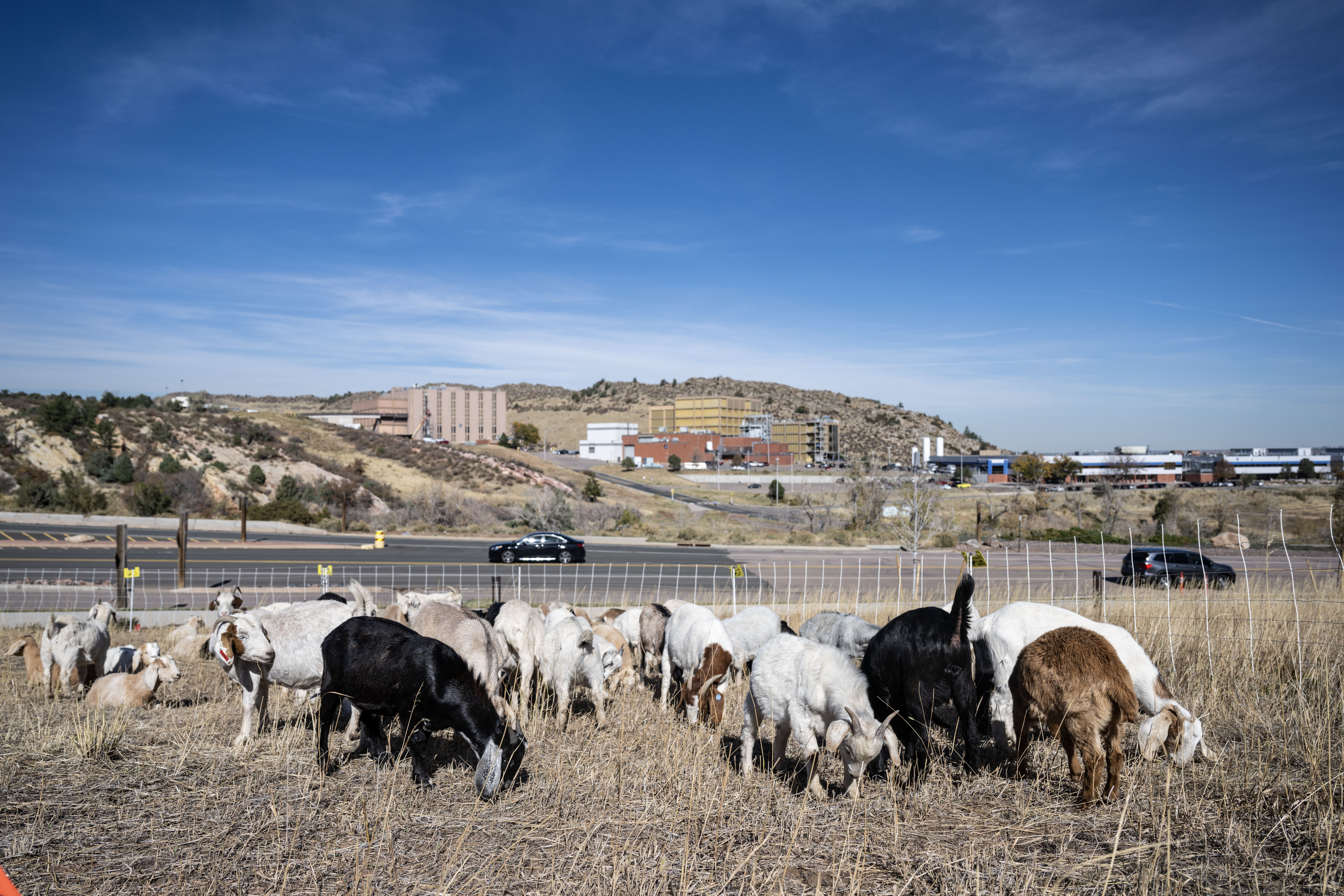 A herd of Kiko-Spanish Goats gets to work trimming wild vegetation on the Lockheed Martin Campus in Littleton on Friday, Nov. 1, 2024. Lockheed Martin has brought 1,200 goats onto its campus to help with fire mitigation efforts. (Stephen Swofford, Denver Gazette) (StephenSwoffordPhotographerstephen.swofford@gazette.comhttps://secure.gravatar.com/avatar/1ddcaf11c5d70eaa58546ddc4e038687?d=mm&r=g)