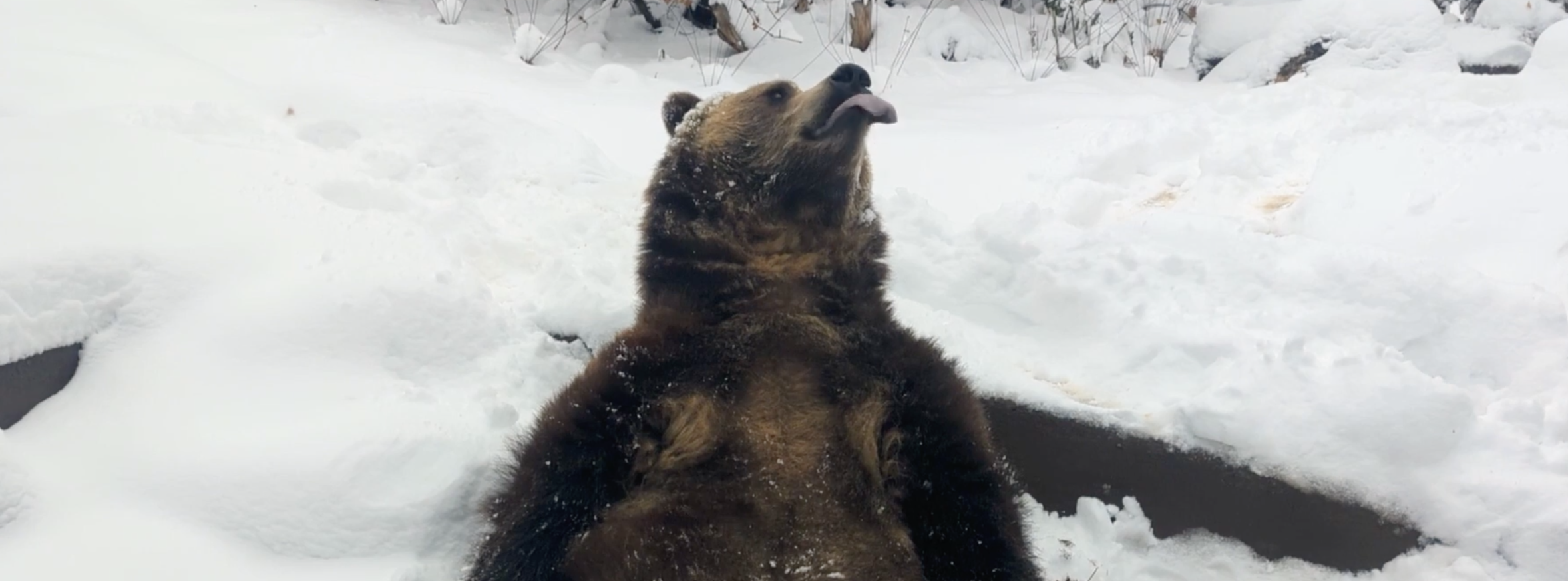 WATCH: Cheyenne Mountain Zoo grizzly bear catches snowflakes following winter storm