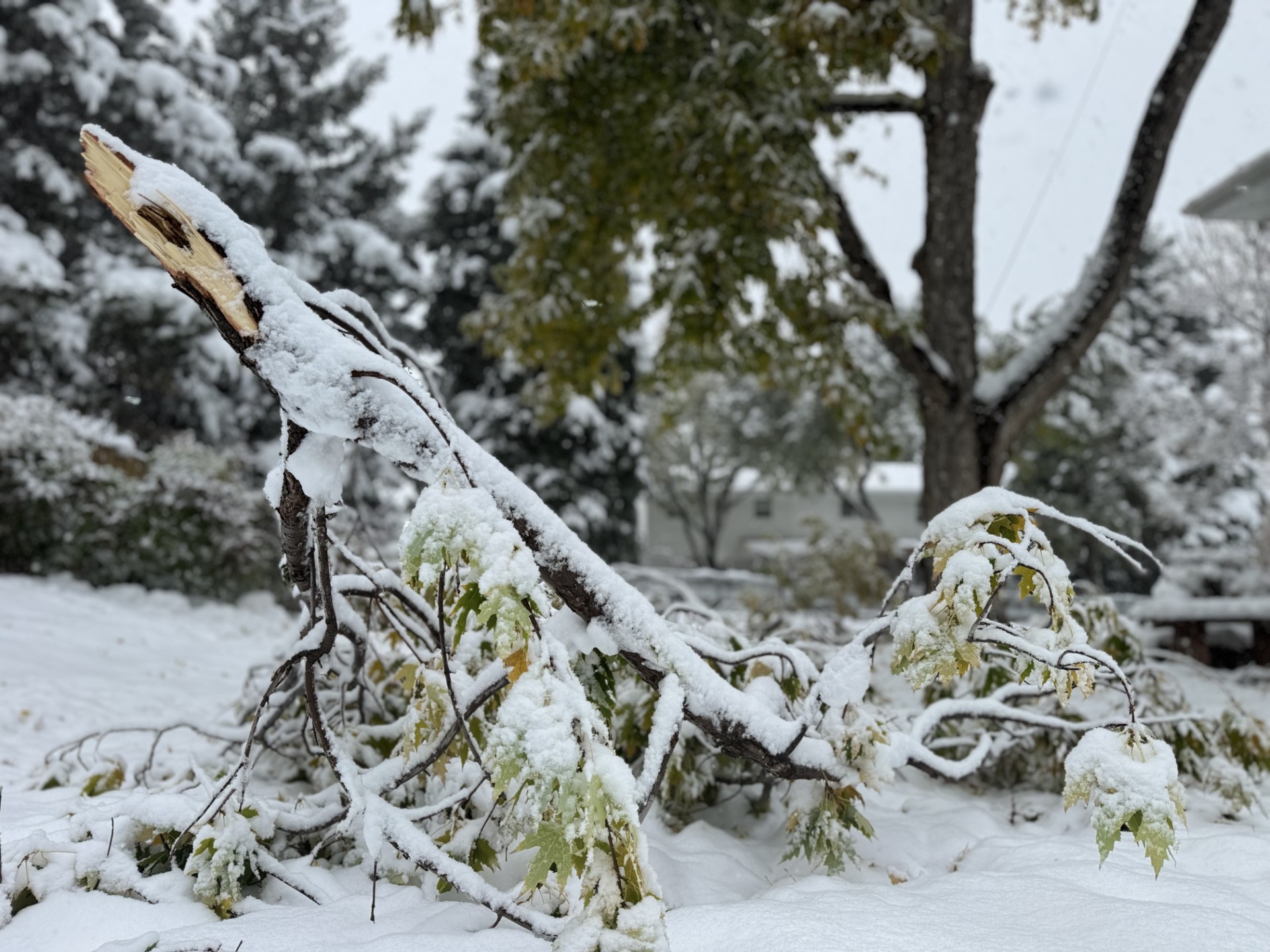 A branch broke off following heavy snowing in south Denver on Friday, Nov. 8, 2024. (LuigeDel PuertoManaging Editorluige.delpuerto@gazette.comhttps://secure.gravatar.com/avatar/766fd31de2cd272e966b7901a72100e4?d=mm&r=g)