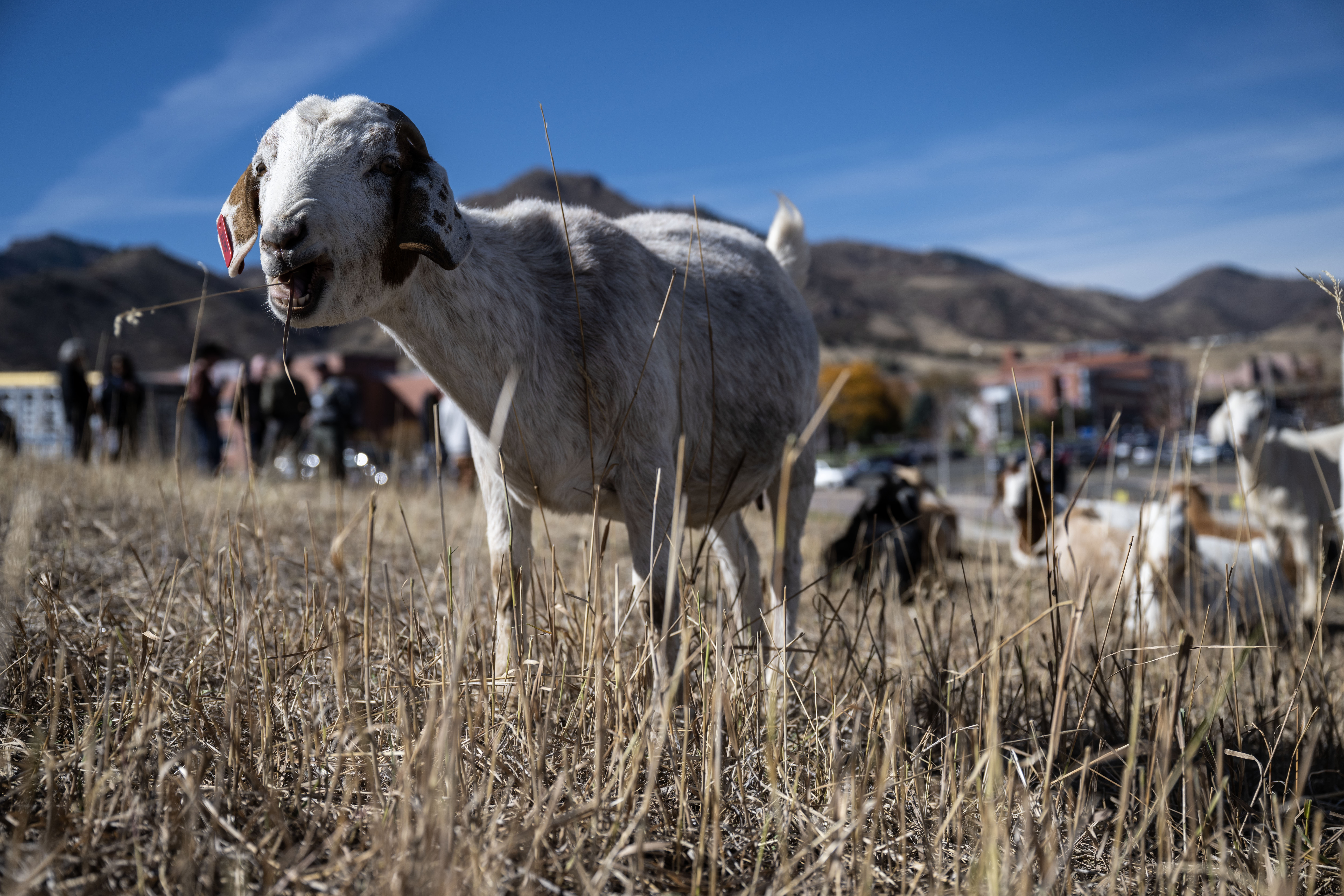 A herd of Kiko-Spanish Goats gets to work trimming wild vegetation on the Lockheed Martin Campus in Littleton on Friday, Nov. 1, 2024. Lockheed Martin has brought 1,200 goats onto its campus to help with fire mitigation efforts. (Stephen Swofford, Denver Gazette) (StephenSwoffordPhotographerstephen.swofford@gazette.comhttps://secure.gravatar.com/avatar/1ddcaf11c5d70eaa58546ddc4e038687?d=mm&r=g)