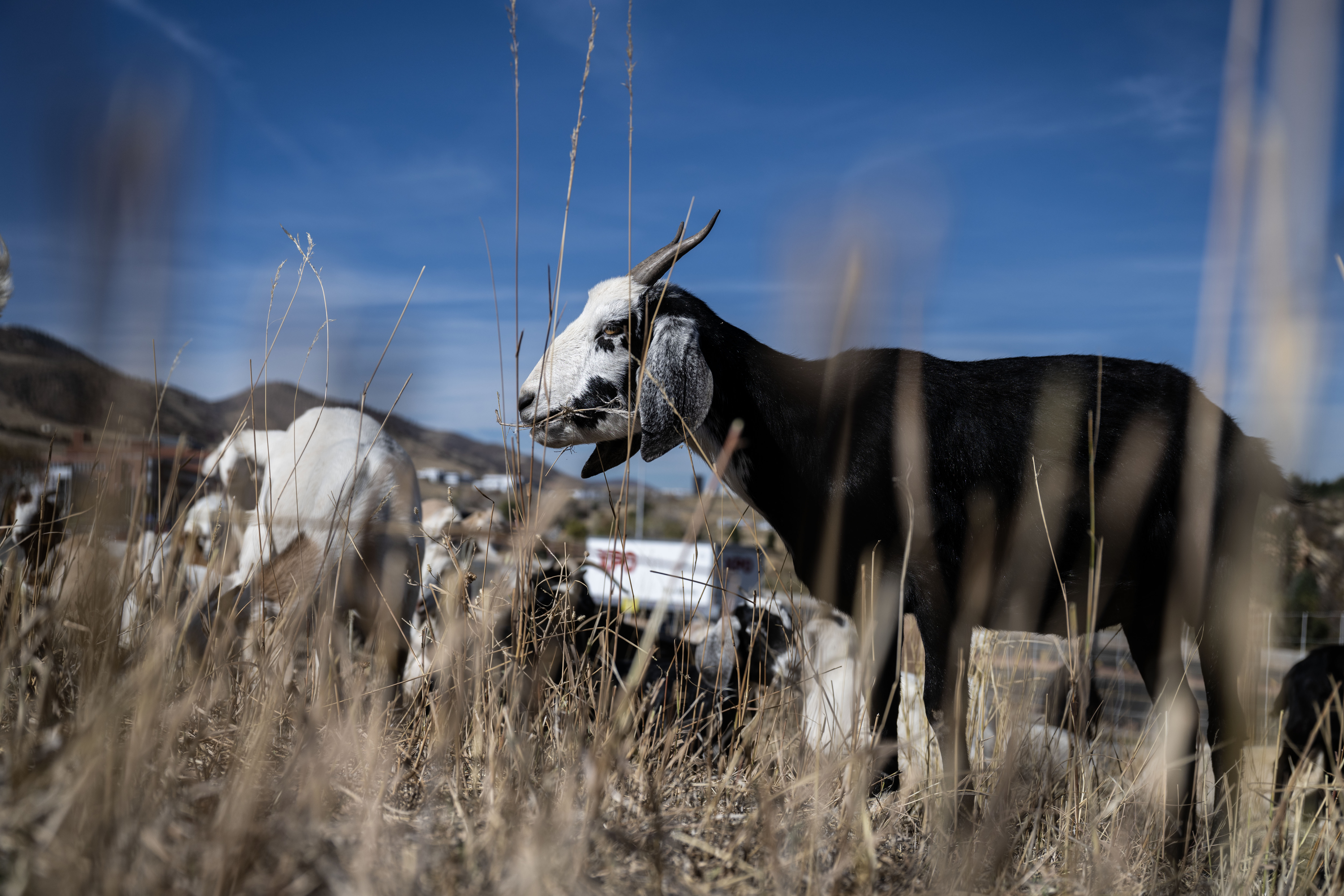 A herd of Kiko-Spanish Goats gets to work trimming wild vegetation on the Lockheed Martin Campus in Littleton on Friday, Nov. 1, 2024. Lockheed Martin has brought 1,200 goats onto its campus to help with fire mitigation efforts. (Stephen Swofford, Denver Gazette) (StephenSwoffordPhotographerstephen.swofford@gazette.comhttps://secure.gravatar.com/avatar/1ddcaf11c5d70eaa58546ddc4e038687?d=mm&r=g)