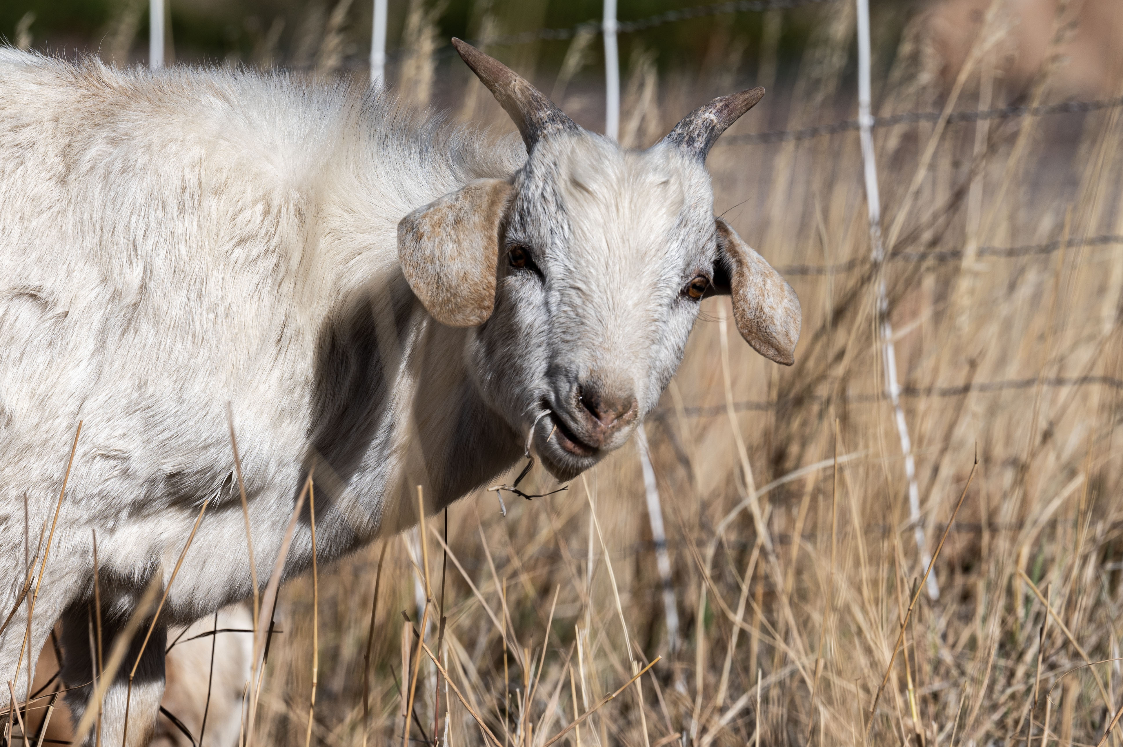 A herd of Kiko-Spanish Goats gets to work trimming wild vegetation on the Lockheed Martin Campus in Littleton on Friday, Nov. 1, 2024. Lockheed Martin has brought 1,200 goats onto its campus to help with fire mitigation efforts. (Stephen Swofford, Denver Gazette) (StephenSwoffordPhotographerstephen.swofford@gazette.comhttps://secure.gravatar.com/avatar/1ddcaf11c5d70eaa58546ddc4e038687?d=mm&r=g)