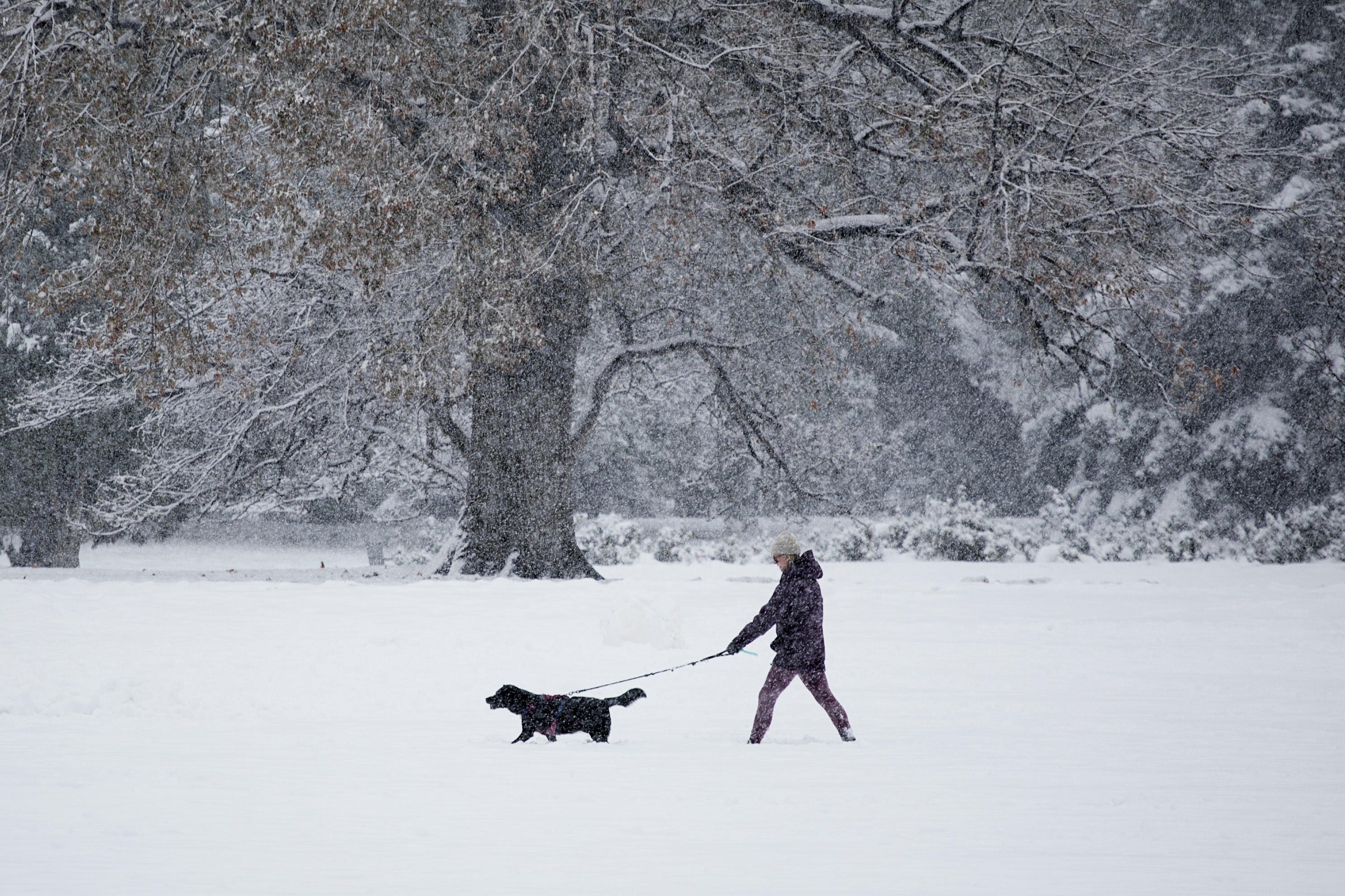 A parkgoer walks their dog through several inches of snow during a snowstorm in Denver's Capitol Hill neighborhood on Friday, Nov. 8, 2024. (TomHellauerMultimedia Producertom.hellauer@denvergazette.comhttps://denvergazette.com/content/tncms/avatars/f/9e/622/f9e6228a-3b6b-11ed-bf10-fbb71fa8e421.f54b911252c540f1d61709edc4727a39.png)