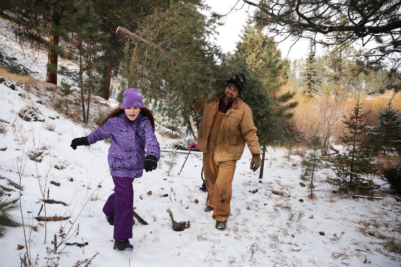 Cutting your Christmas tree in Colorado? Make a plan now